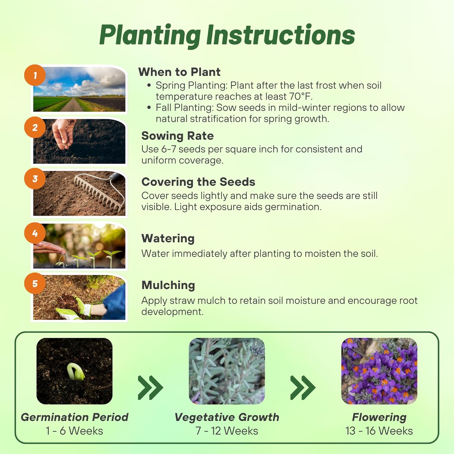 Linaria Alpina Flower Seed Planting Directions