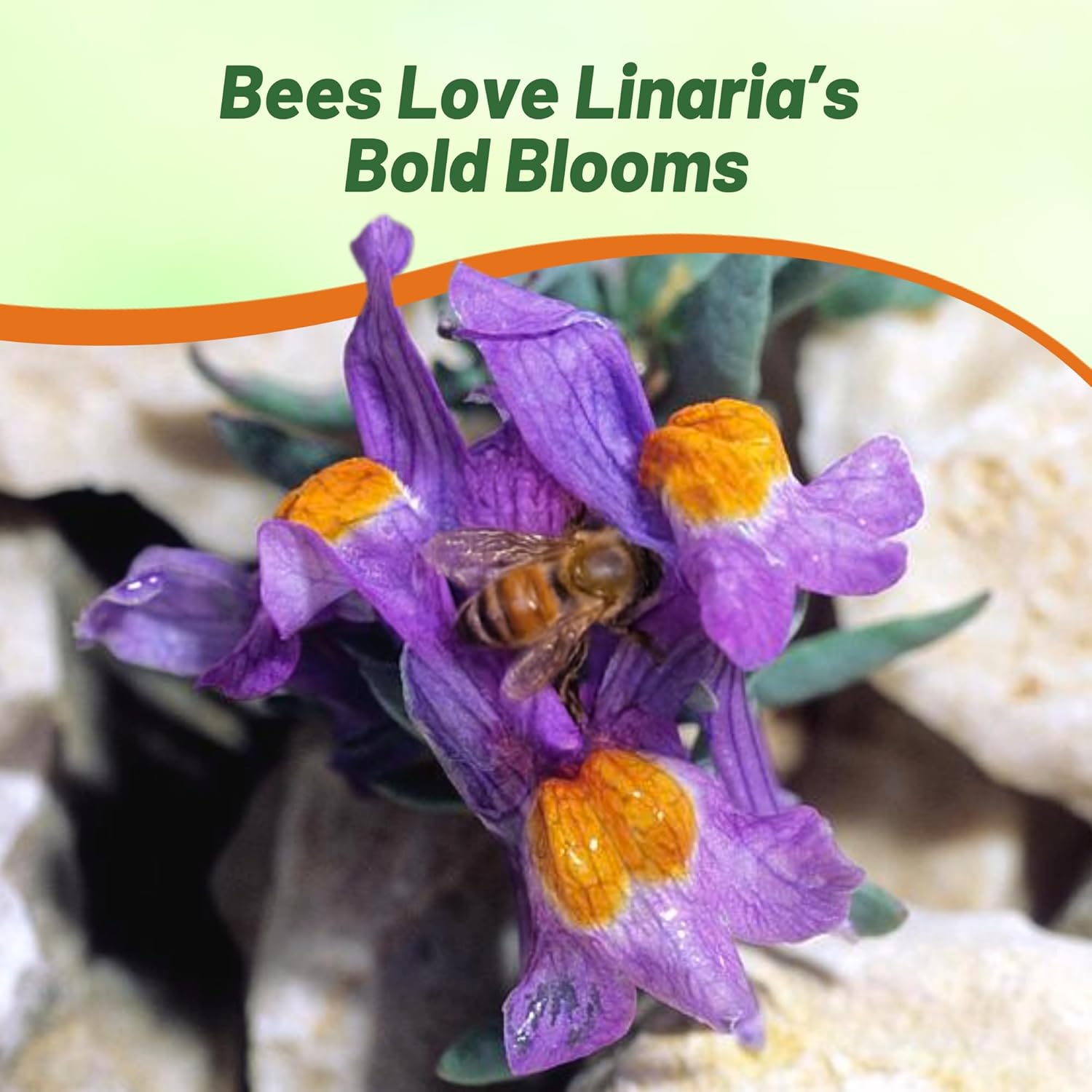 Linaria Alpina Rock Garden Plants