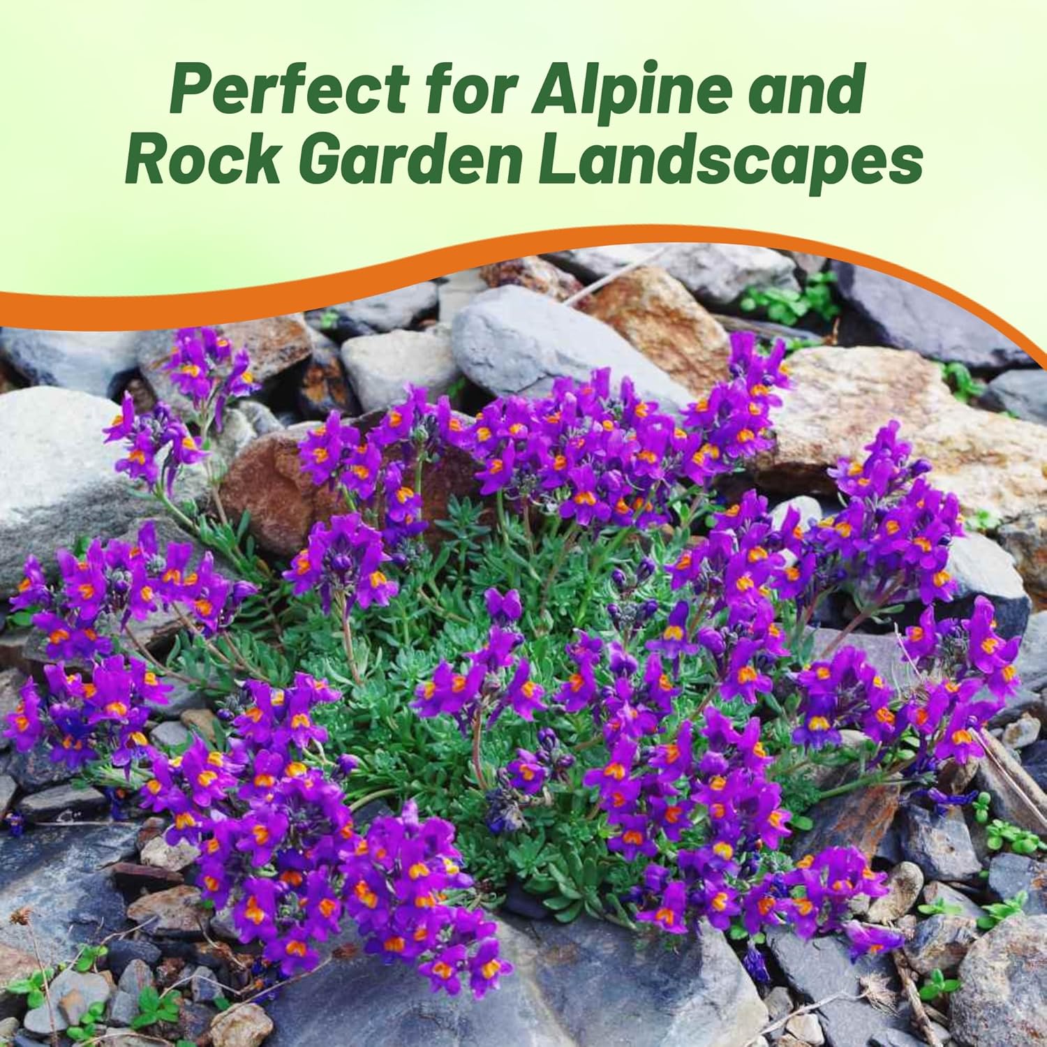 Drought Tolerant Linaria Alpina Ground Cover
