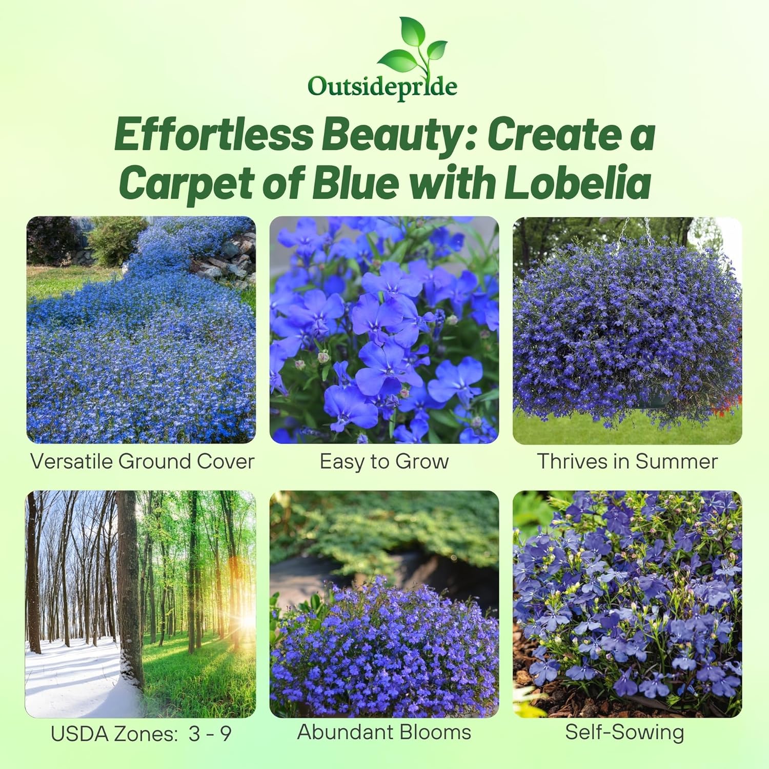 Lobelia Blue Carpet Garden Flowers