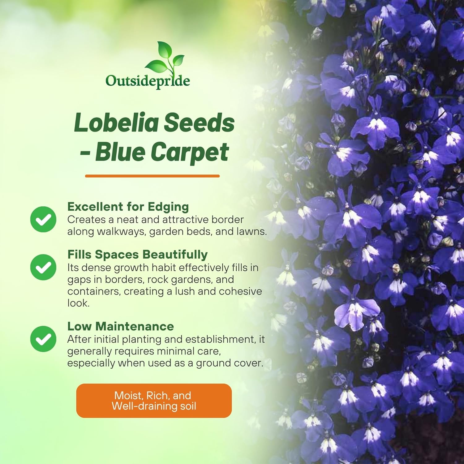 Lobelia Blue Carpet Ground Cover