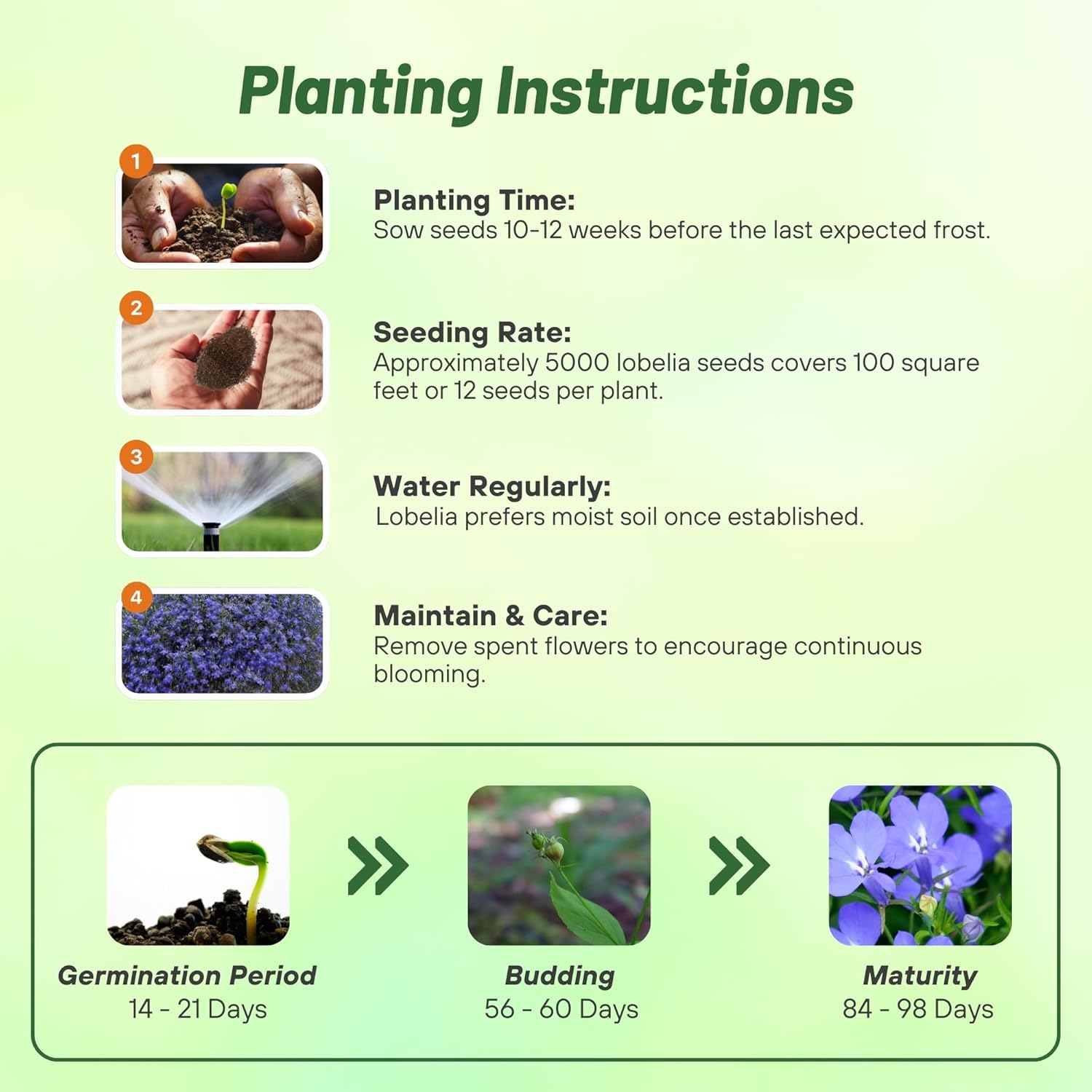Lobelia Blue Carpet Planting Directions