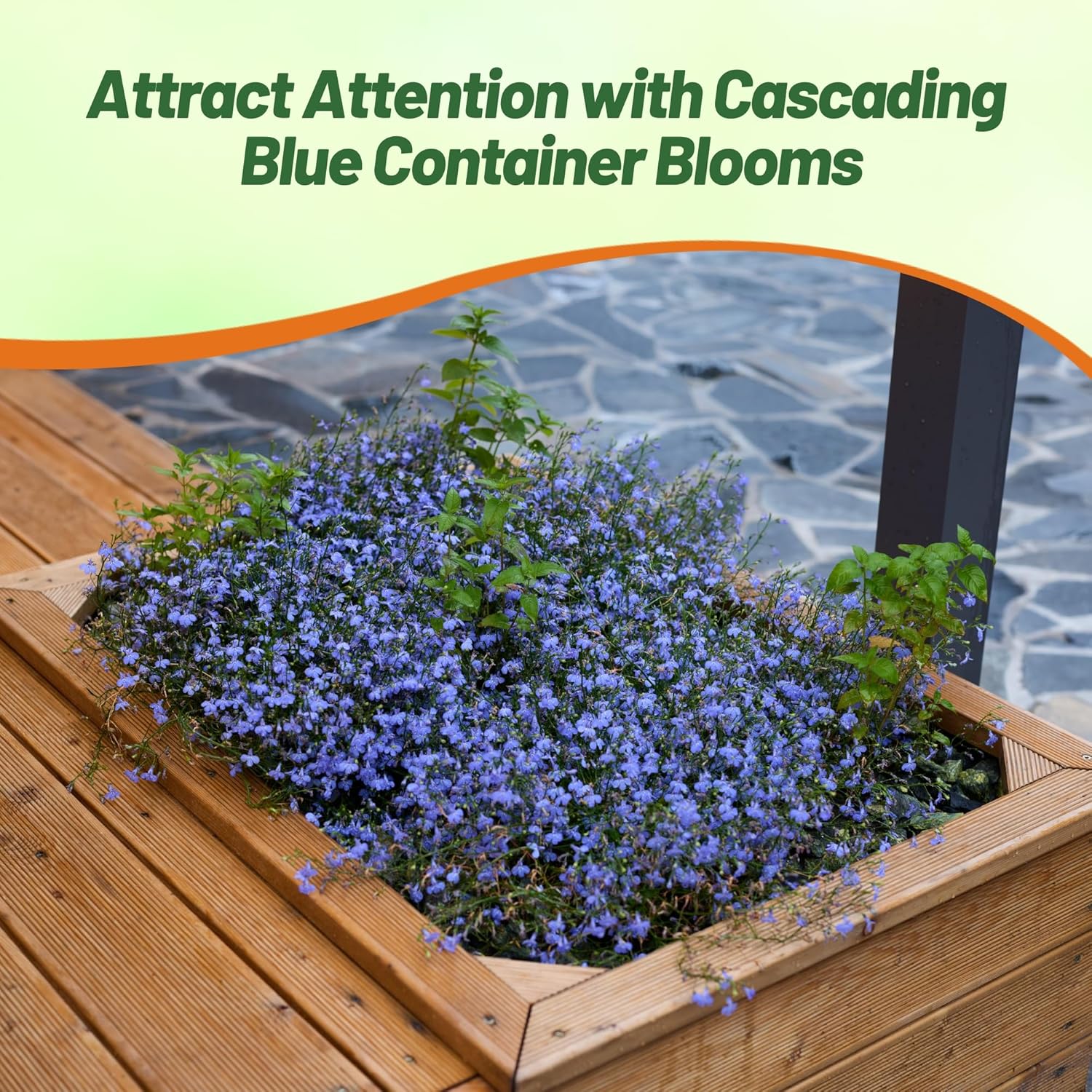 Lobelia Blue Carpet Compact Plants