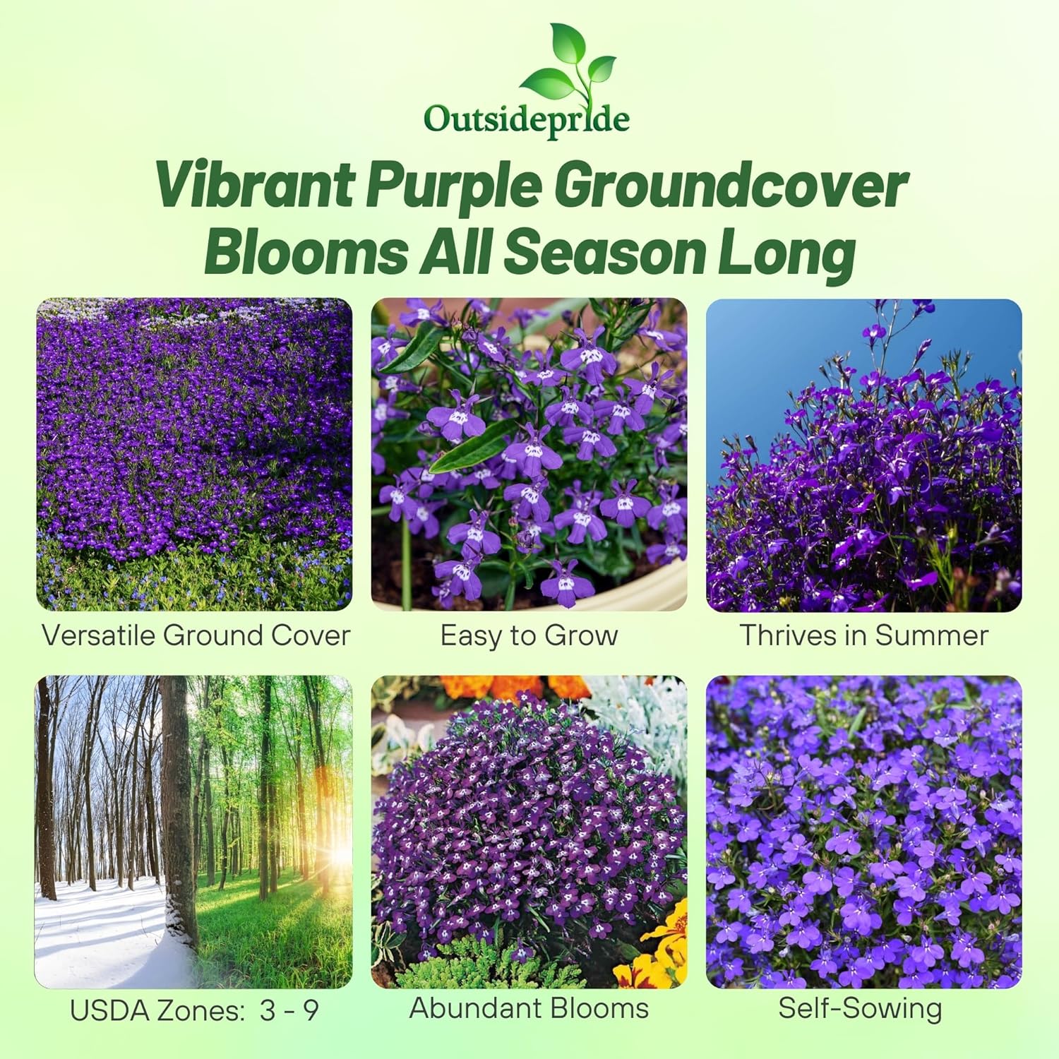 Lobelia Mrs. Clibran Ground Cover Plants