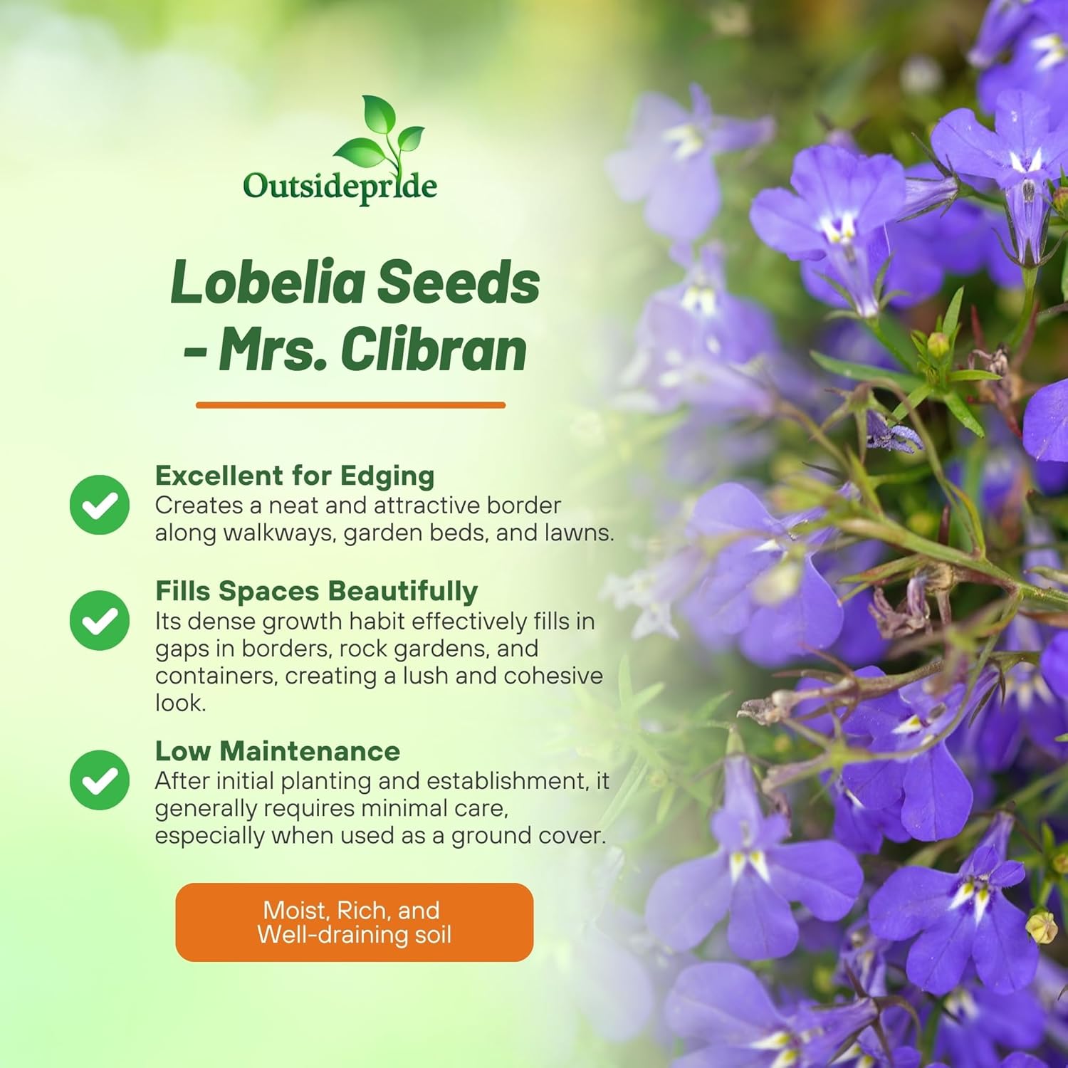 Lobelia Mrs. Clibran Flowering round Cover