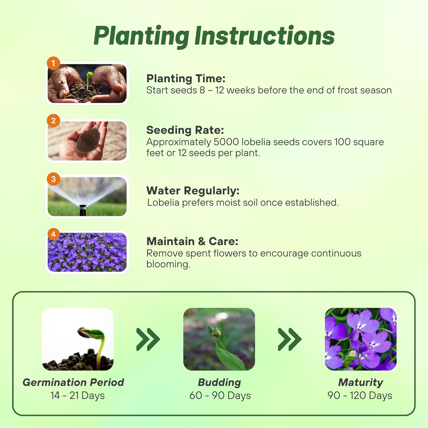 Lobelia Mrs. Clibran Planting Directions