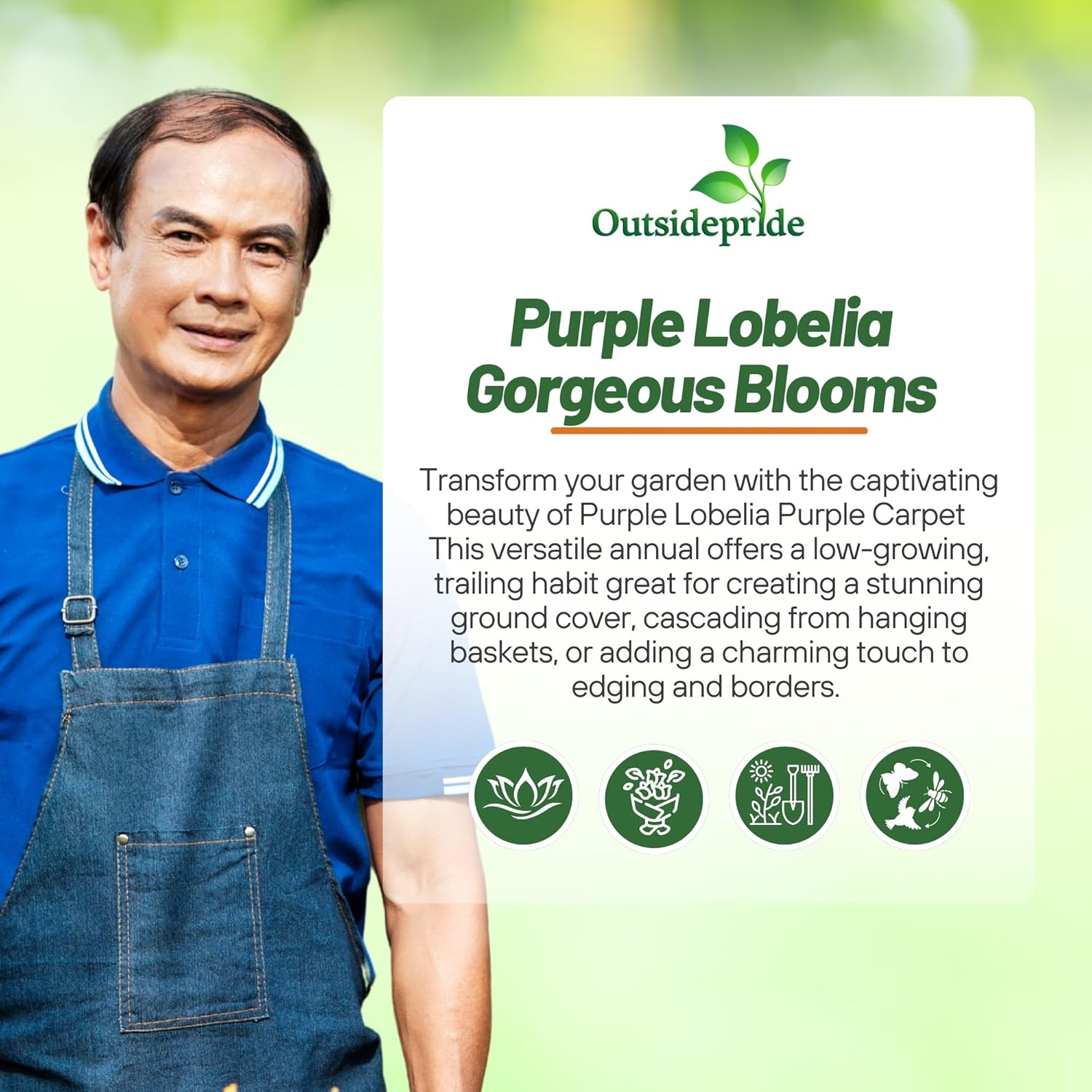 Lobelia Mrs. Clibran Compact Ground Cover