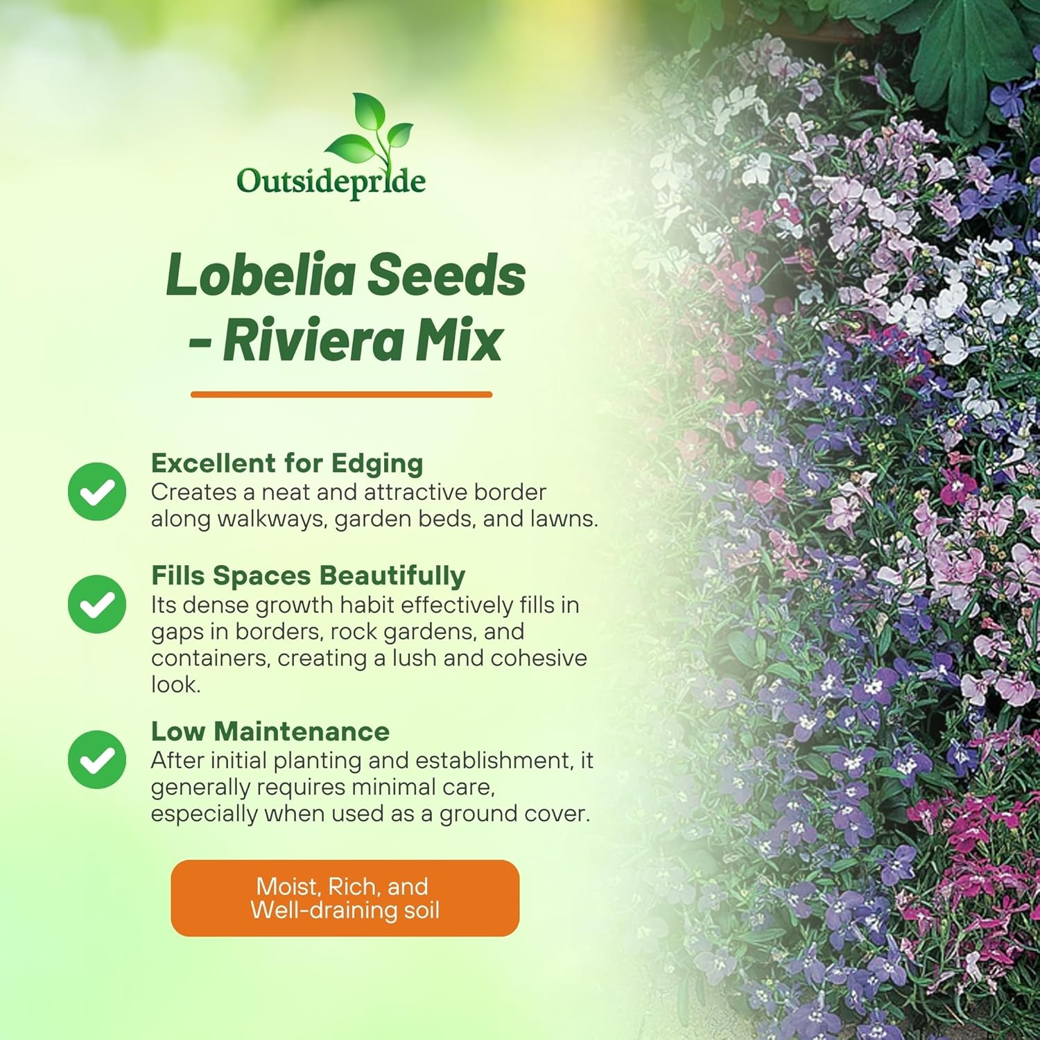 Lobelia Riveria Flower Garden
