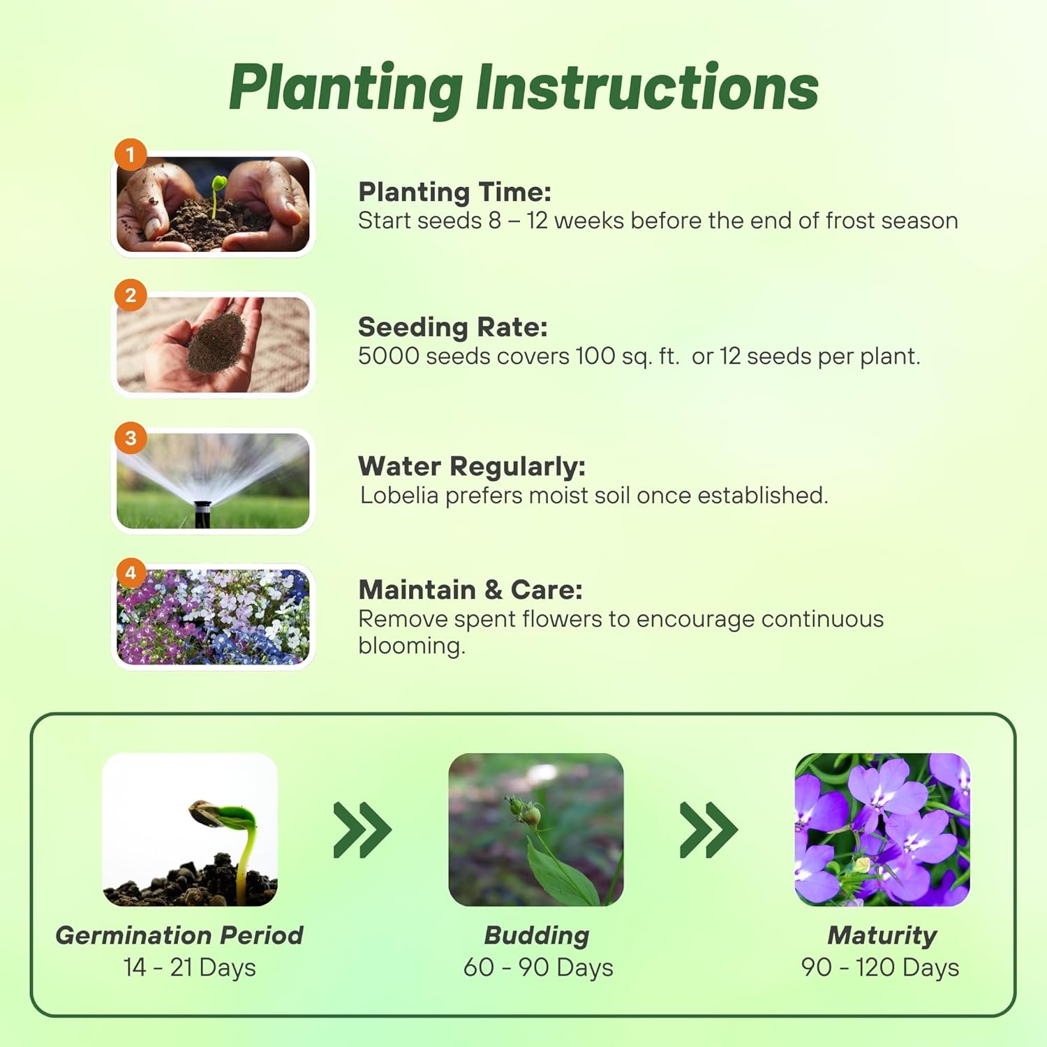 Lobelia Riveria Seed Planting Directions