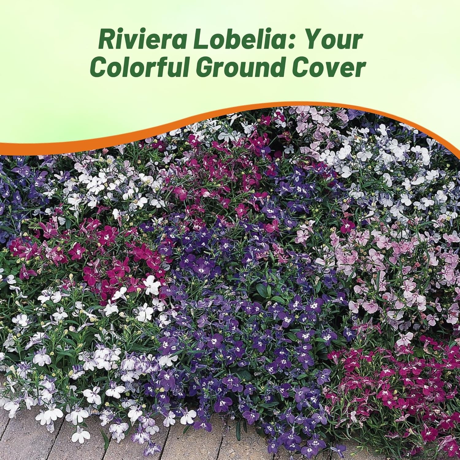 Lobelia Riveria Low Growing Ground Cover