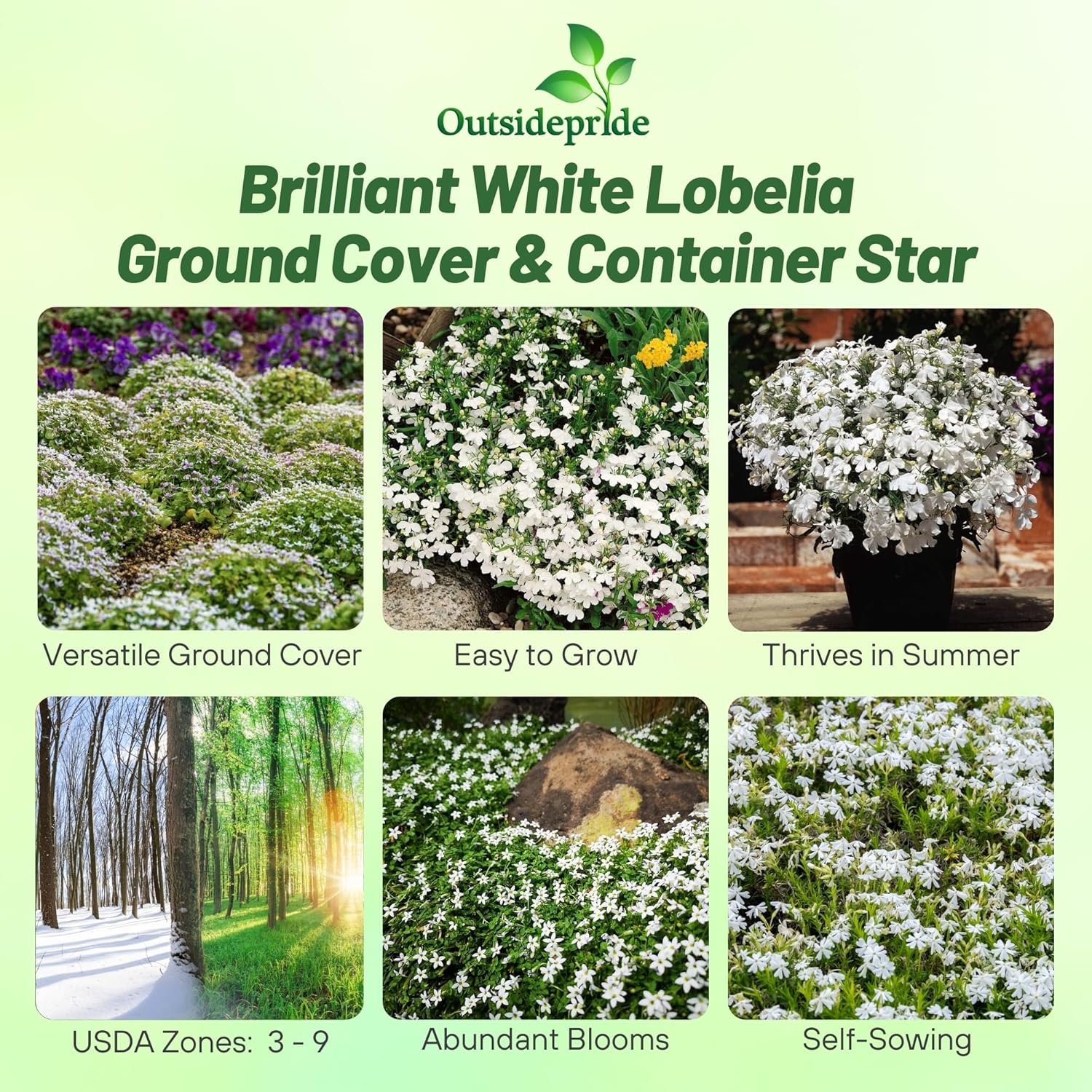 Lobelia White Lady Ground Cover