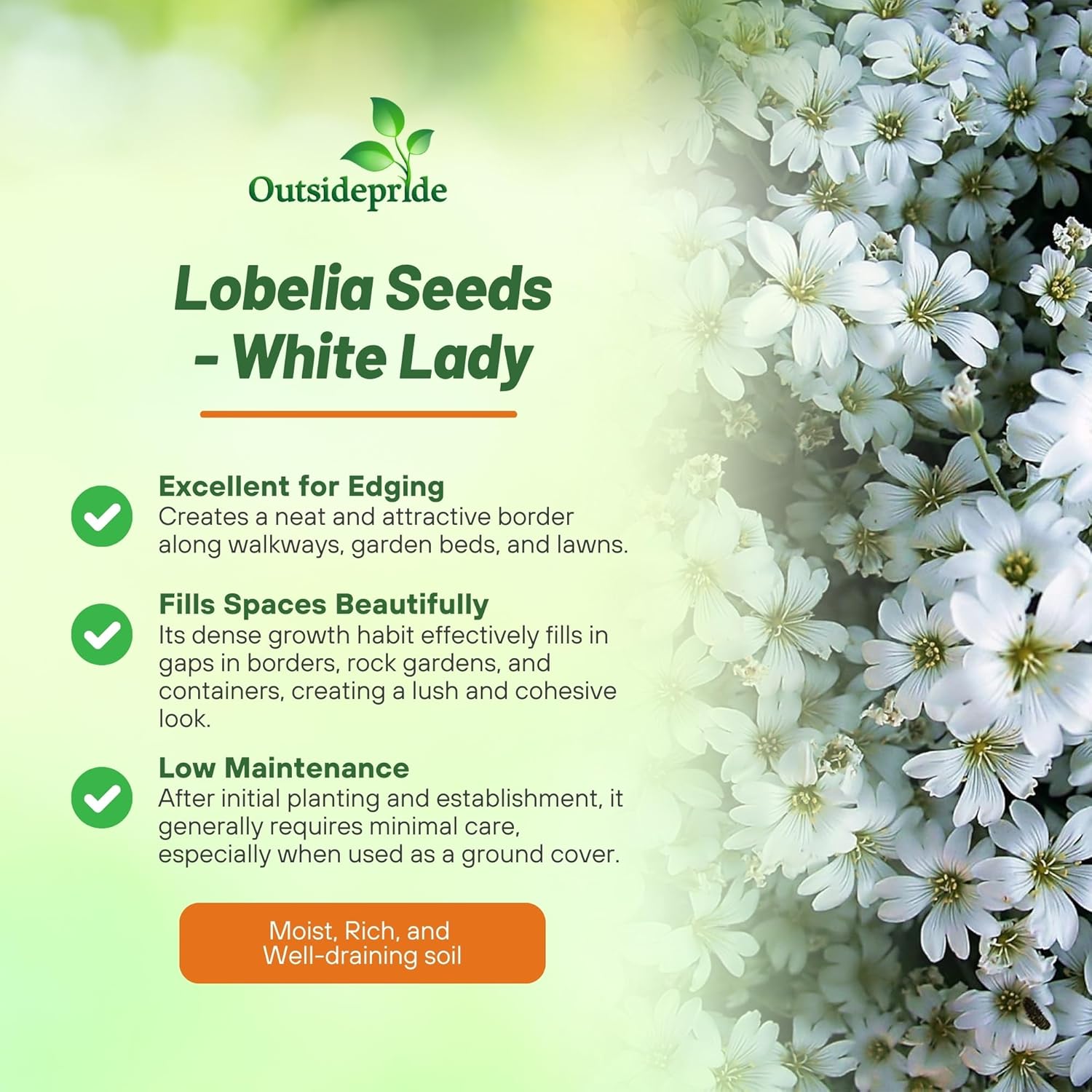 Lobelia White Lady Flower Garden