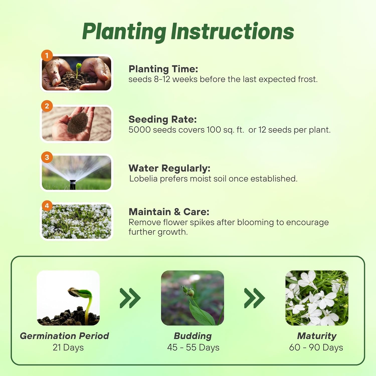 Lobelia White Lady Planting Directions