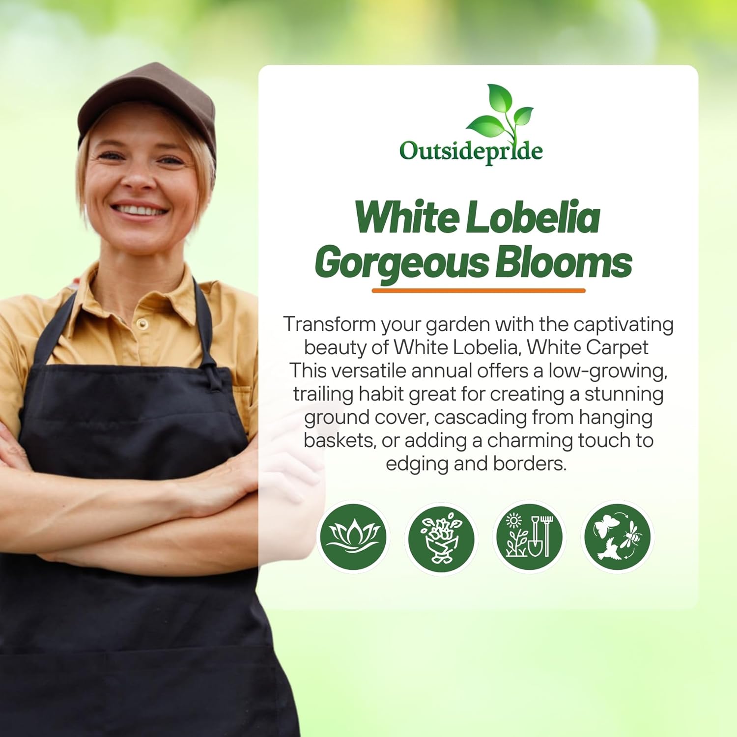 Lobelia White Low Growing Ground Cover