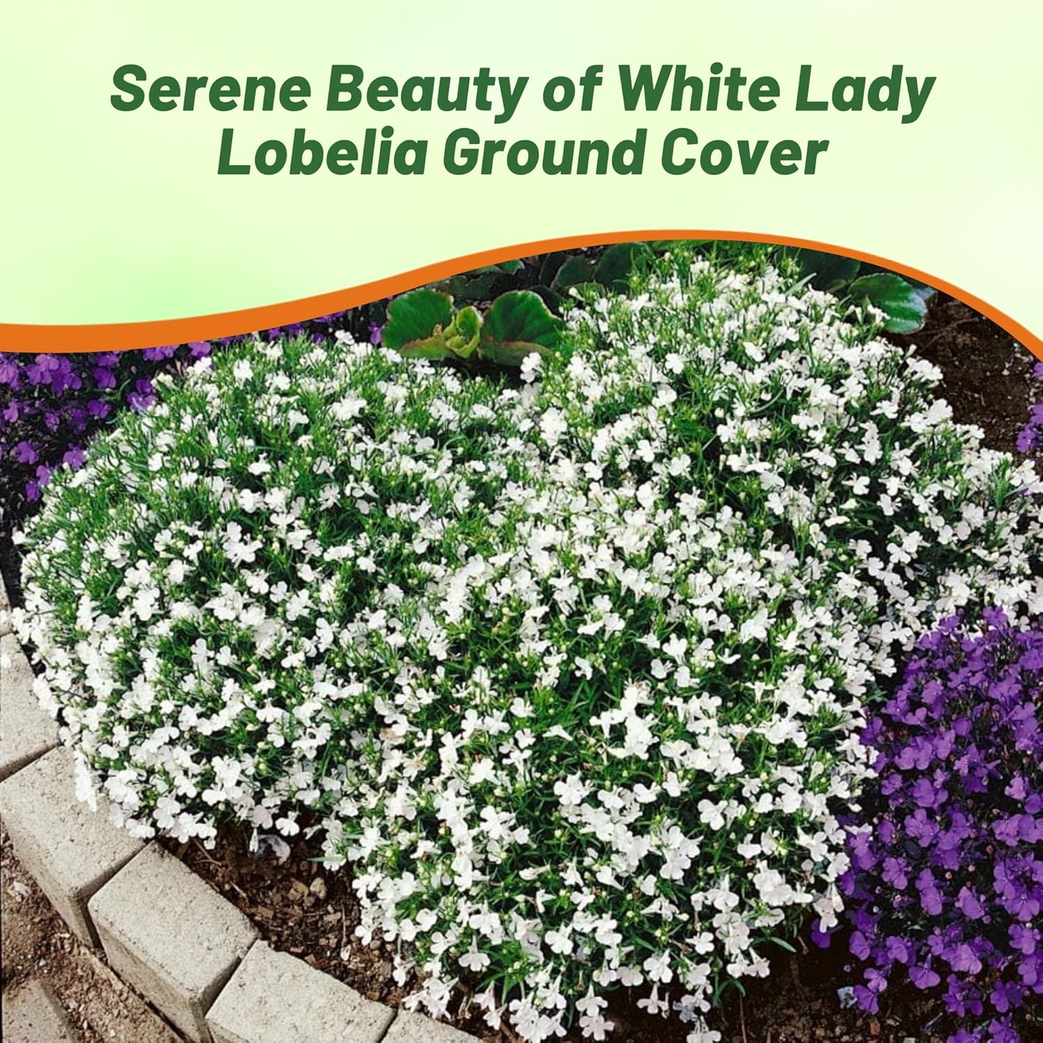Lobelia White Compact Plants