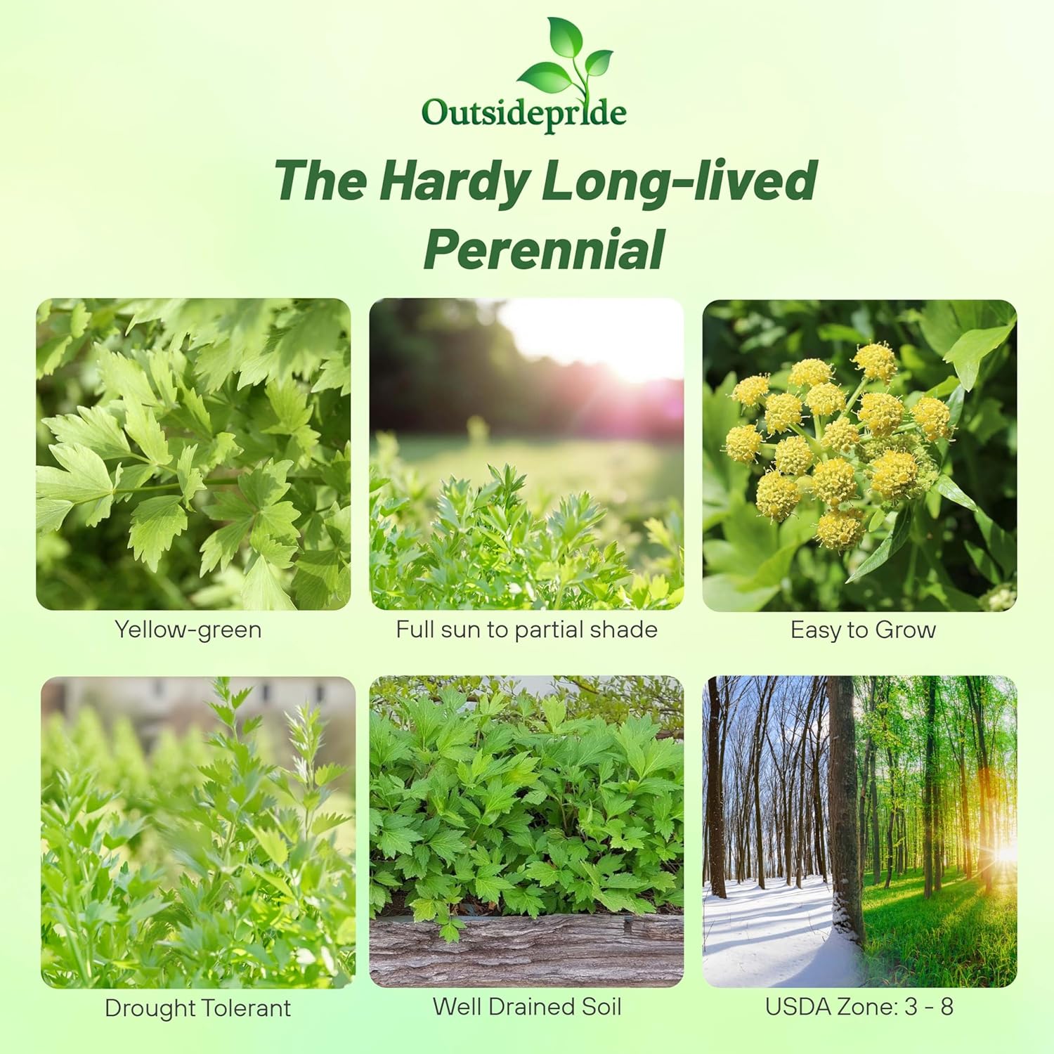 Kitchen Herb Lovage Garden Plant