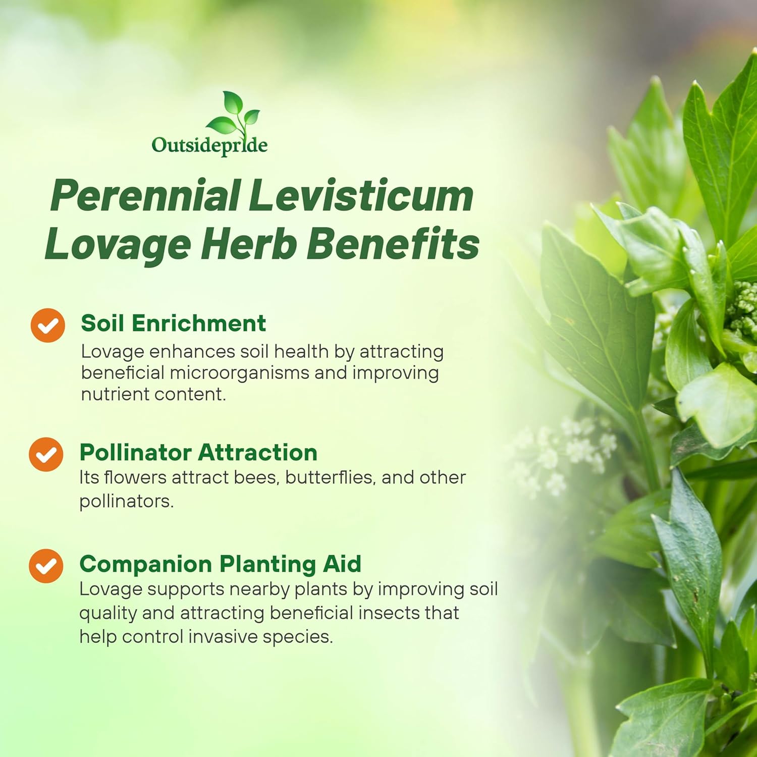 Levisticum Officinalis Lovage Plant