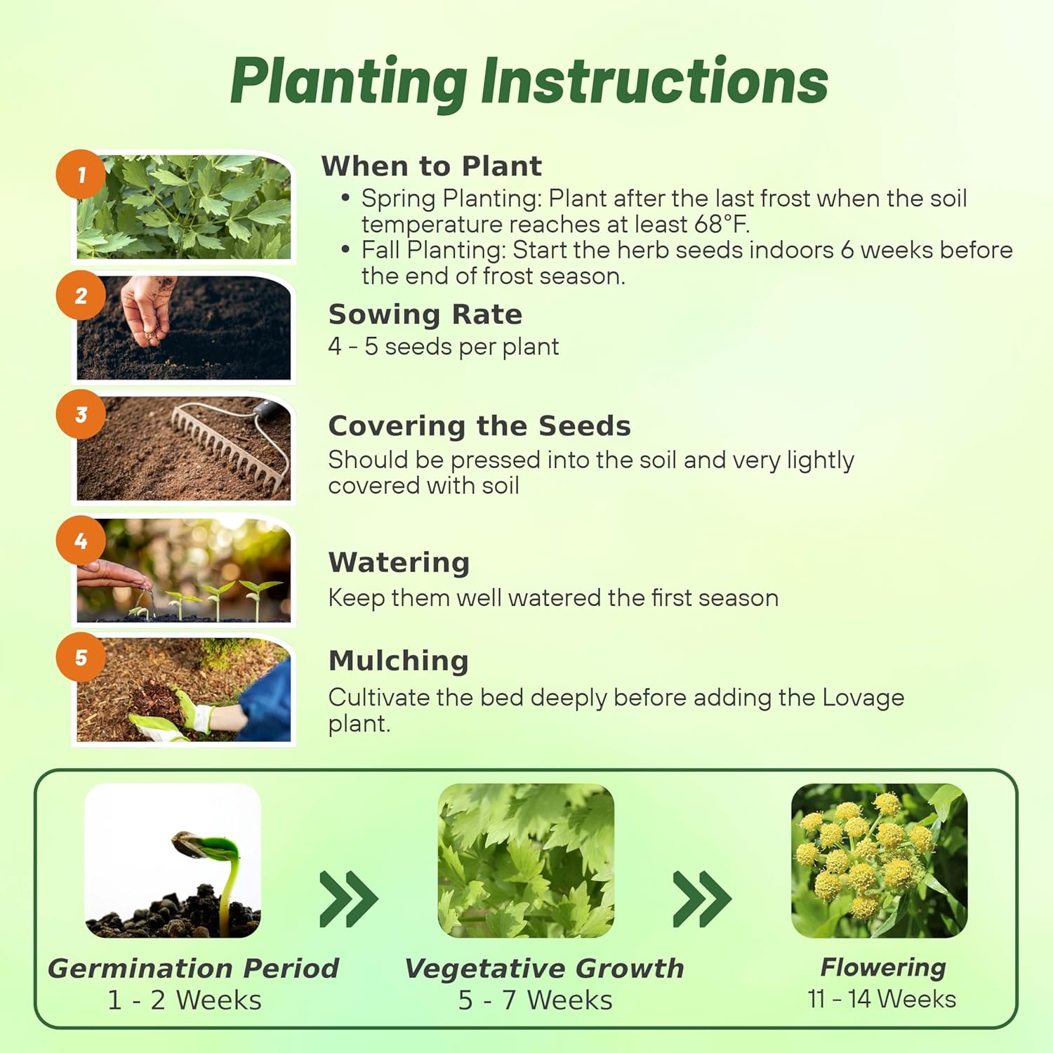 Lovage Planting Directions