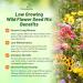 Low Growing Wild Flower Mix