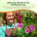 Short Wildflower Seeds