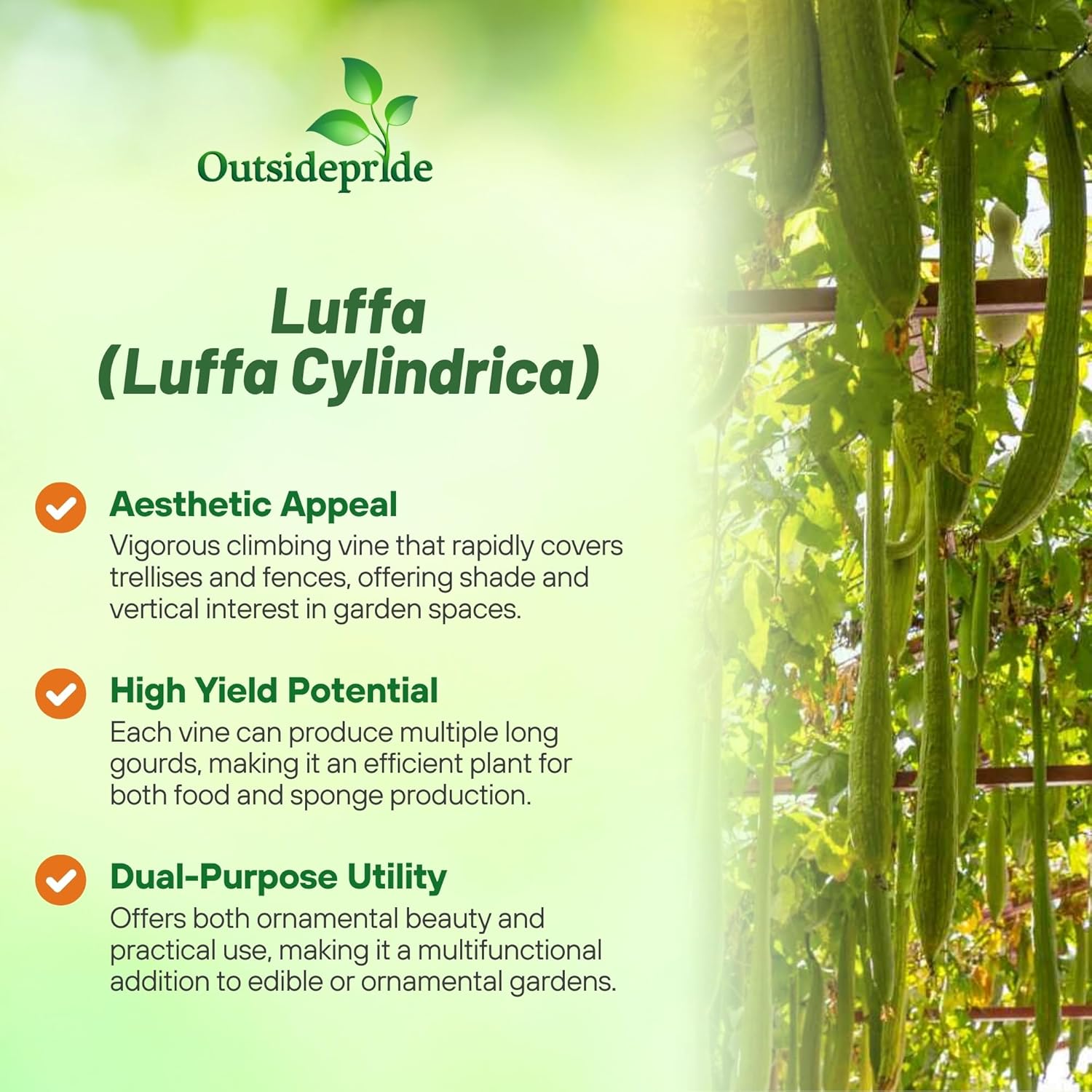 Luffa Vegetable Sponge