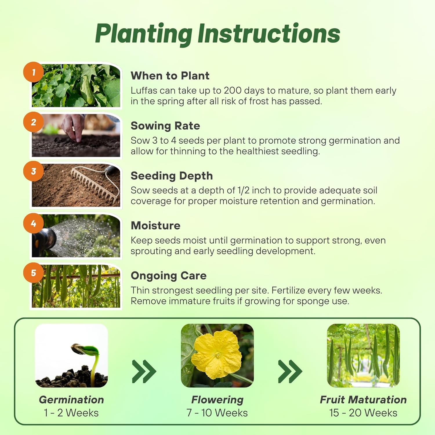 Luffa Seed Planting Directions