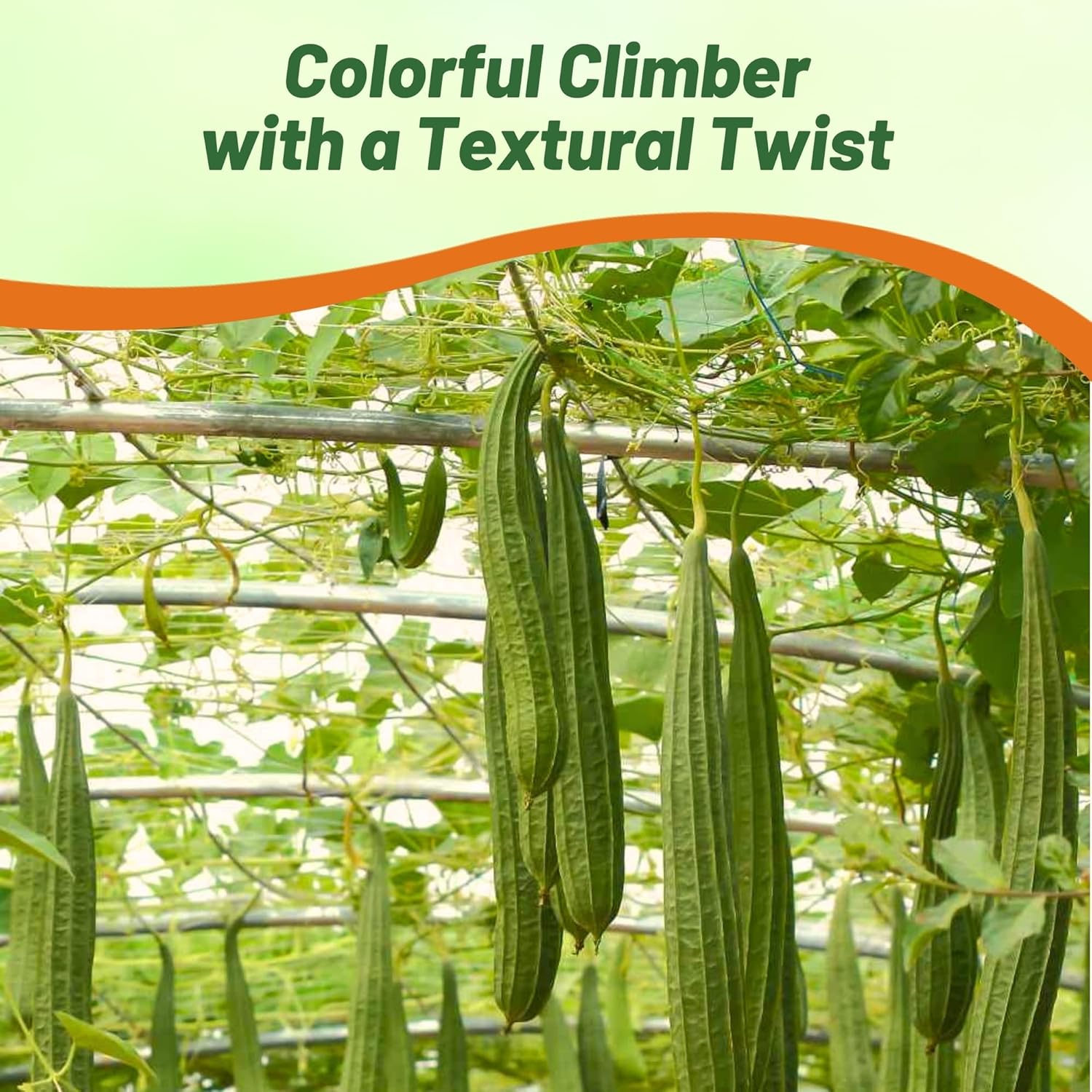 Luffa Chinese Okra Plants