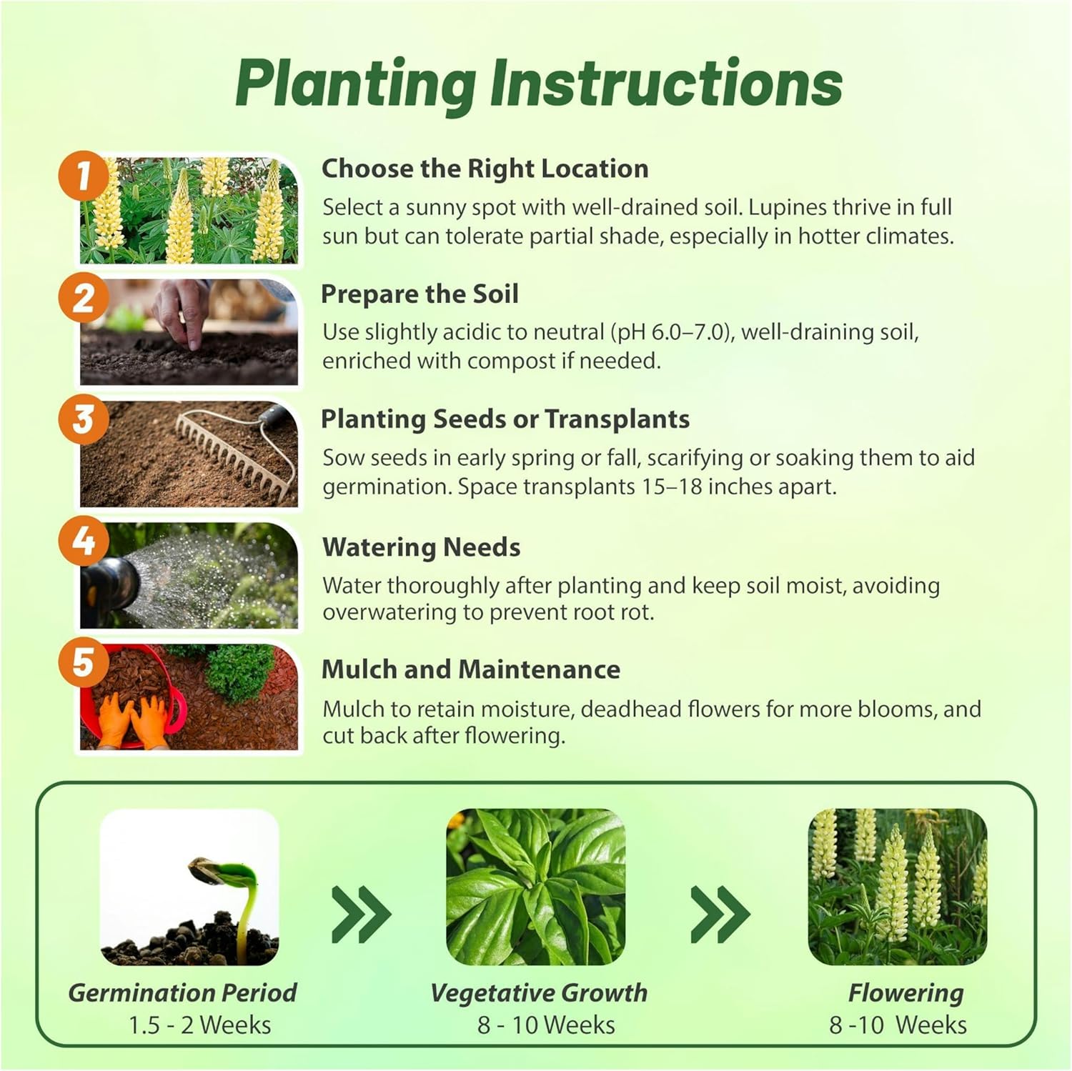 Yellow Lupine Planting Directions