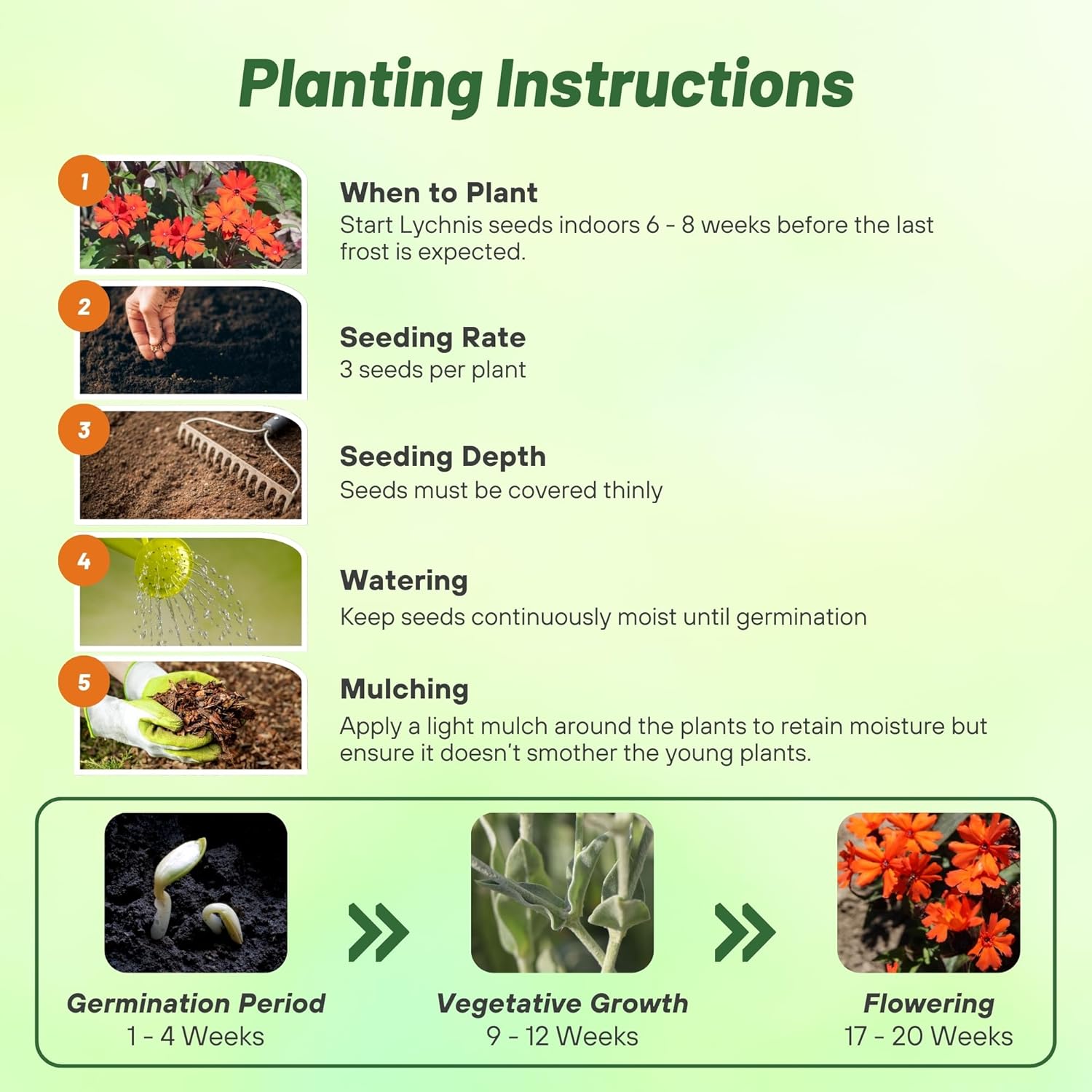 Lychnis Arkwrightii Planting Directions