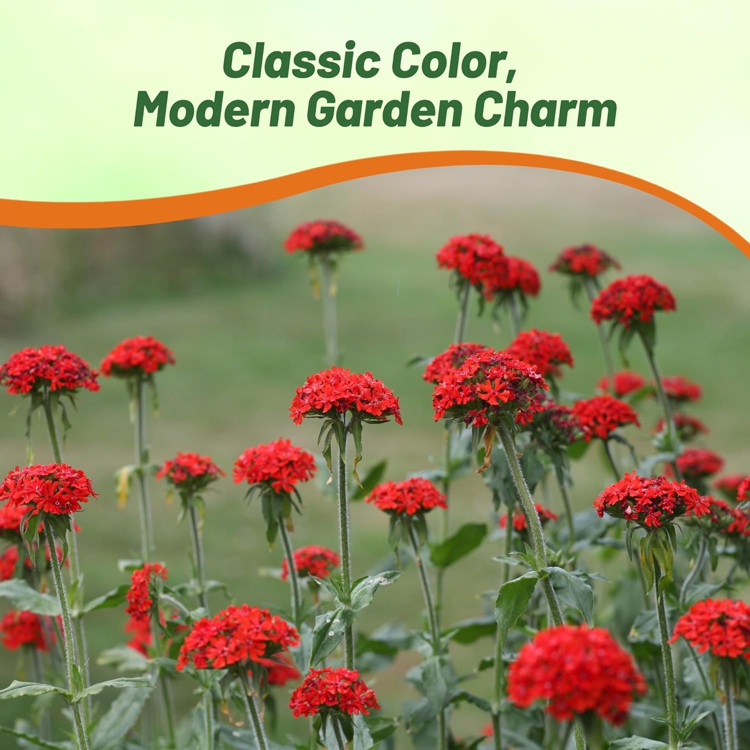 Lychnis Maltese Cross Cottage Garden Plant
