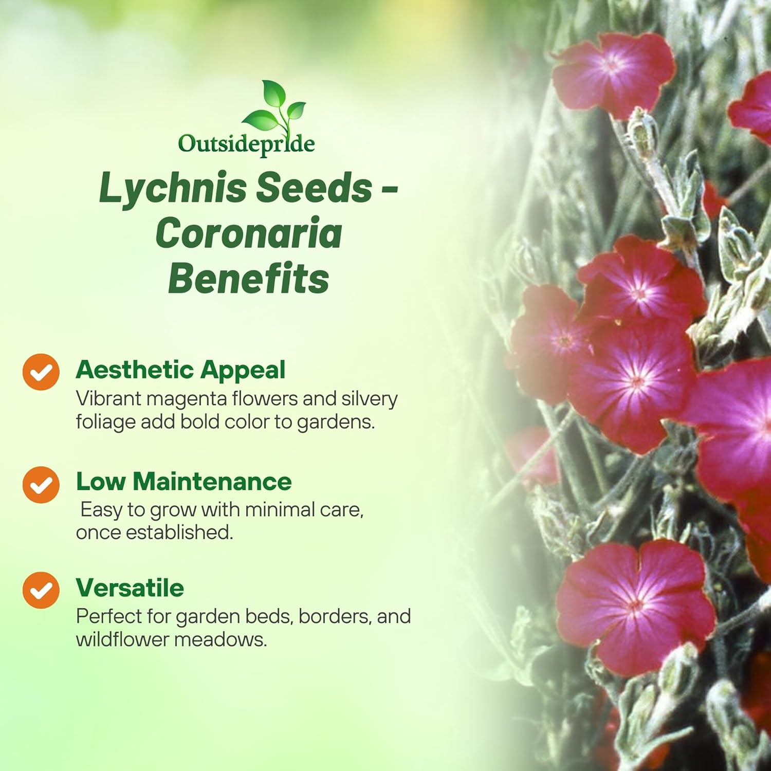 Lychnis Coronaria Seeds For Planting