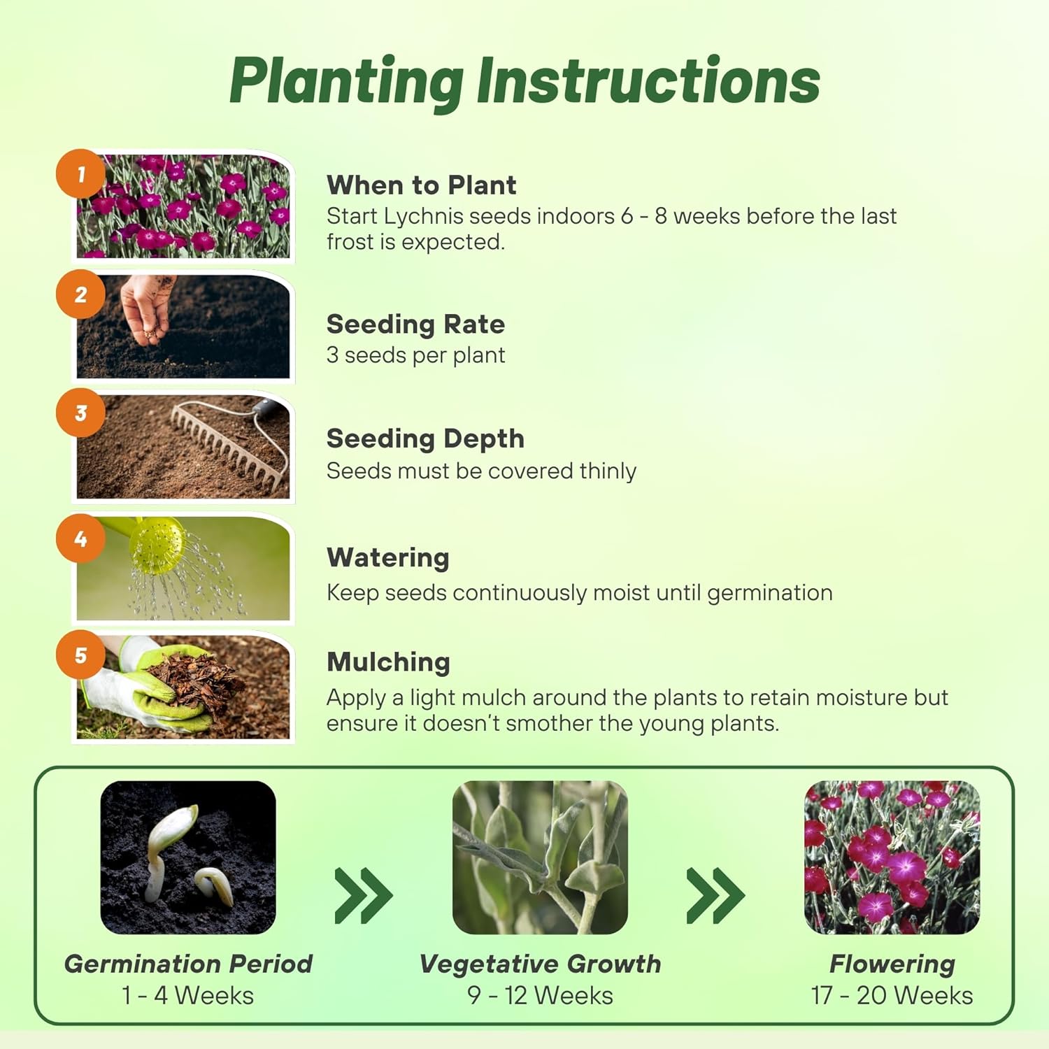 Lychnis Coronaria Planting Directions