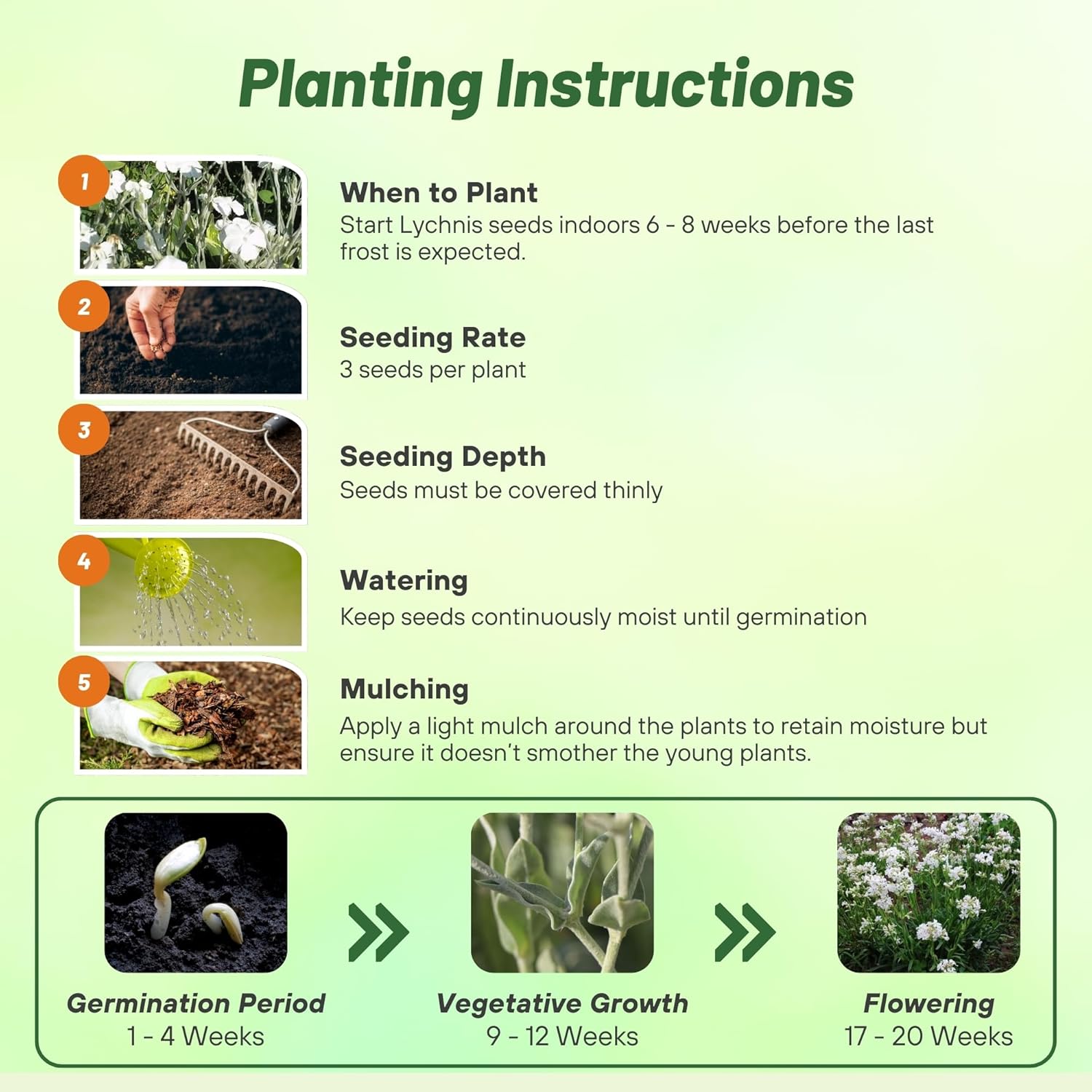 Lychnis Viscaria Snowstar Planting Directions