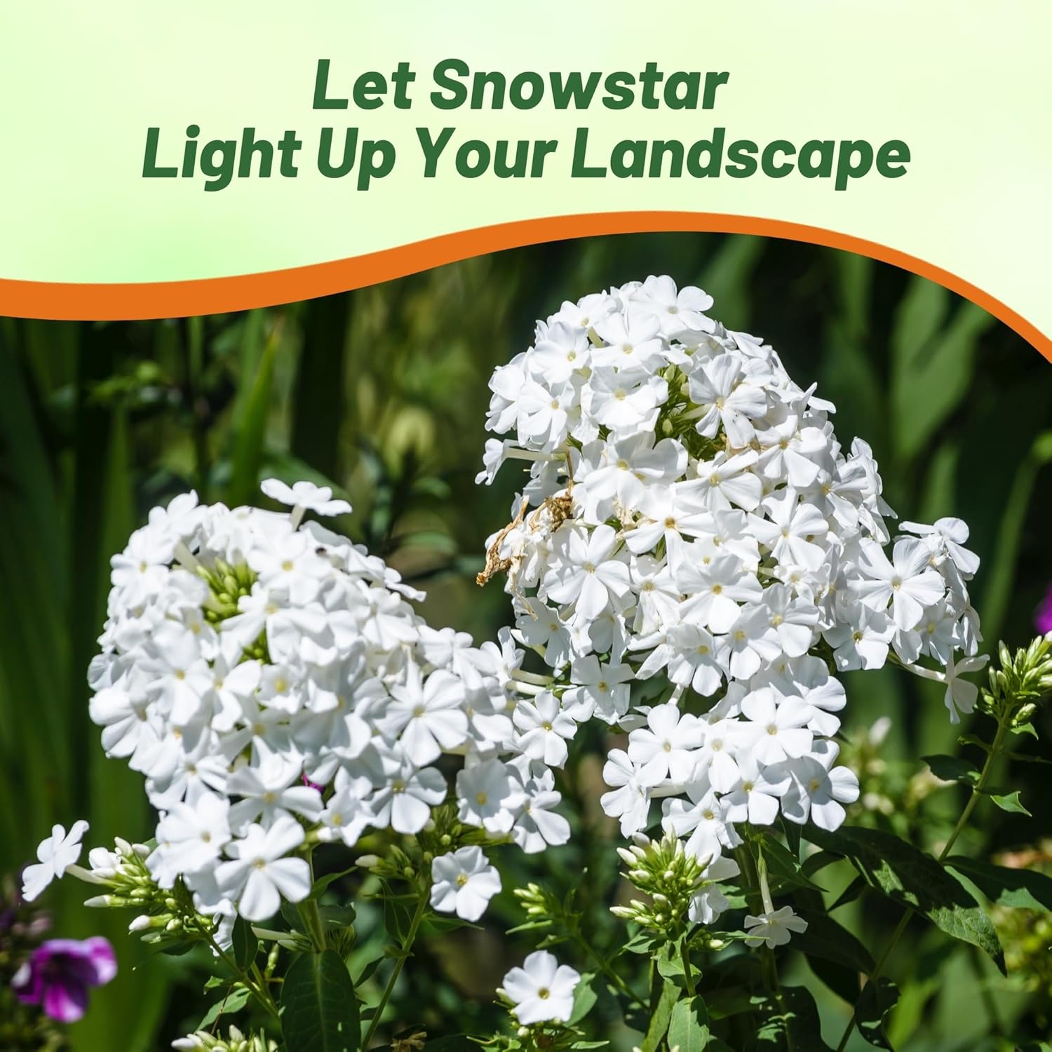 Lychnis Catchfly White Snowstar Flowers