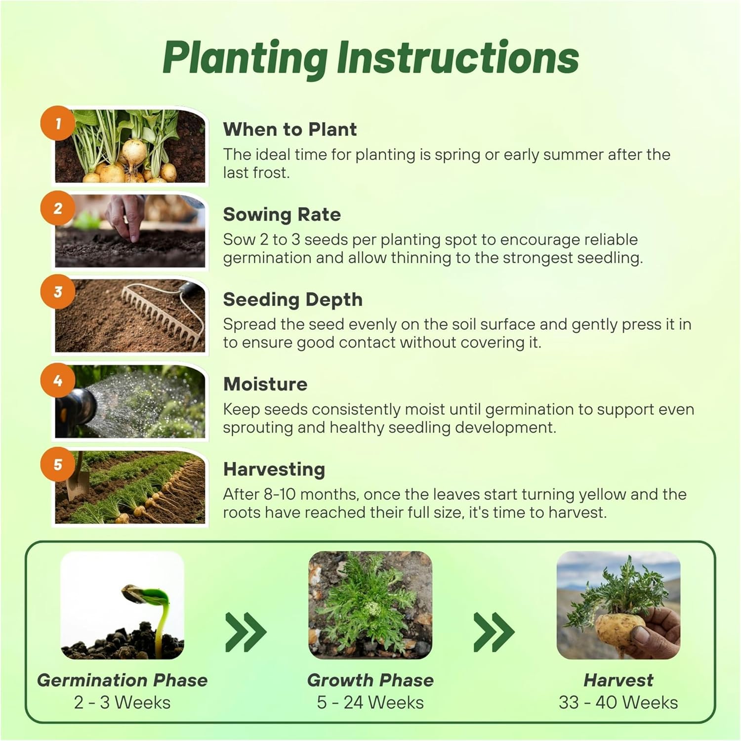 Maca Seed Planting Directions