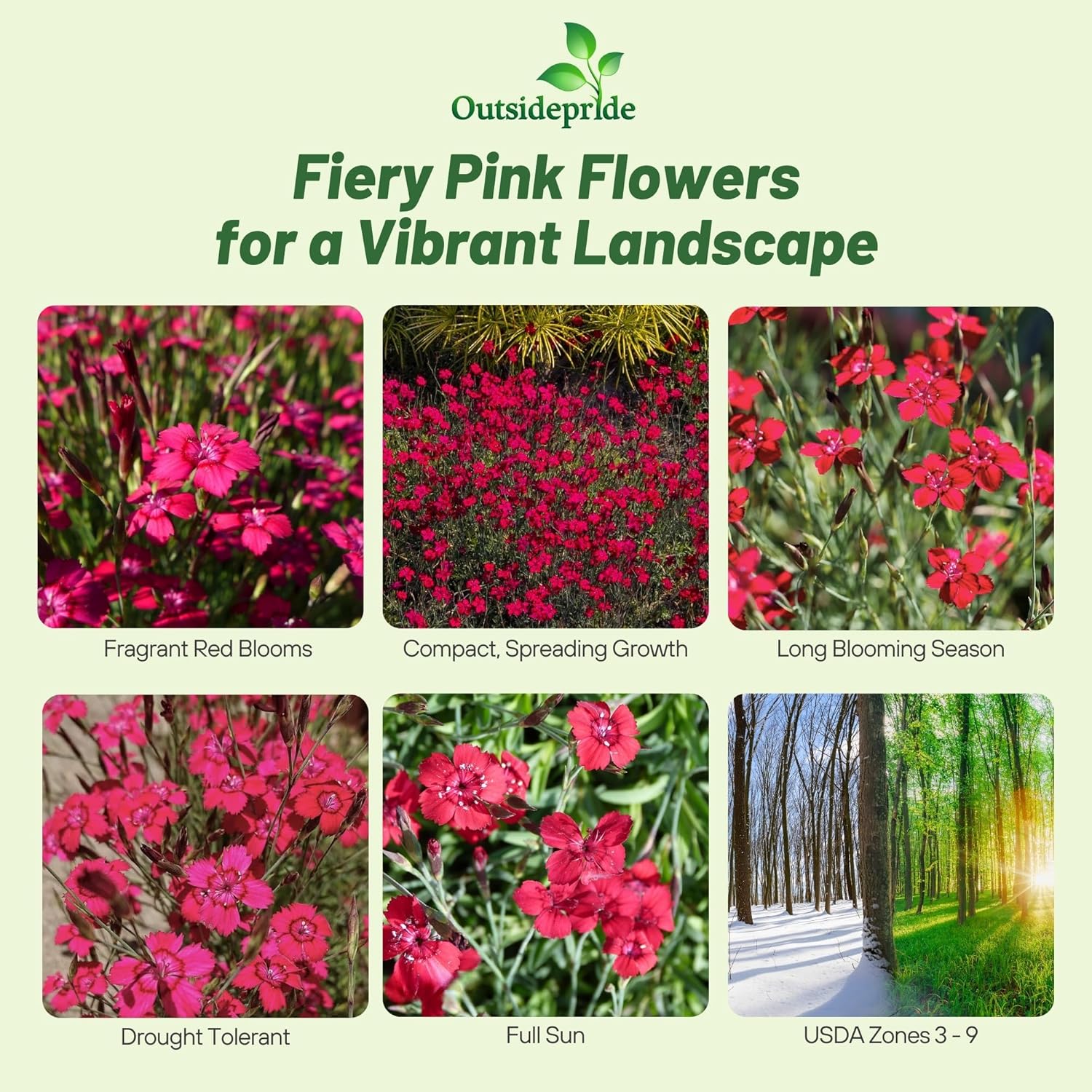 Maiden Pink Flower Garden