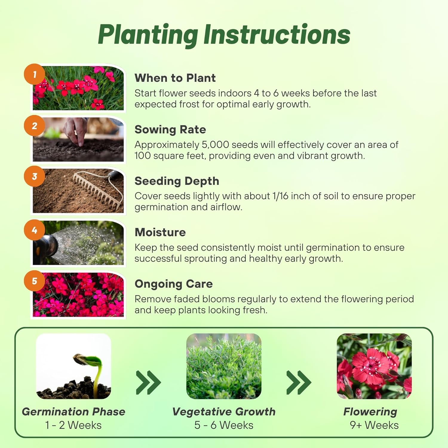 Dianthus Maiden Pink Planting Directions