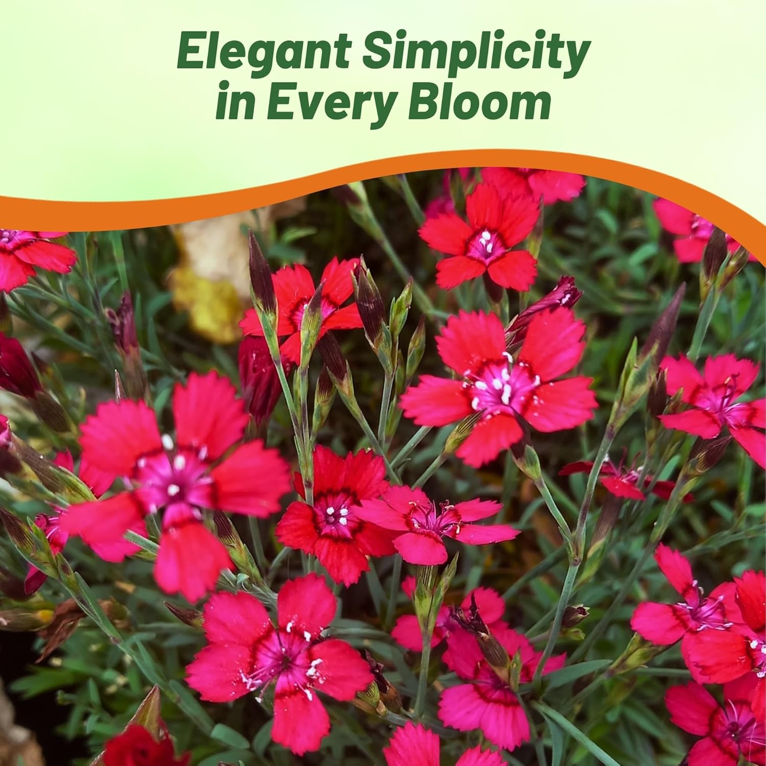 Dianthus Maiden Pink Cut Flowers