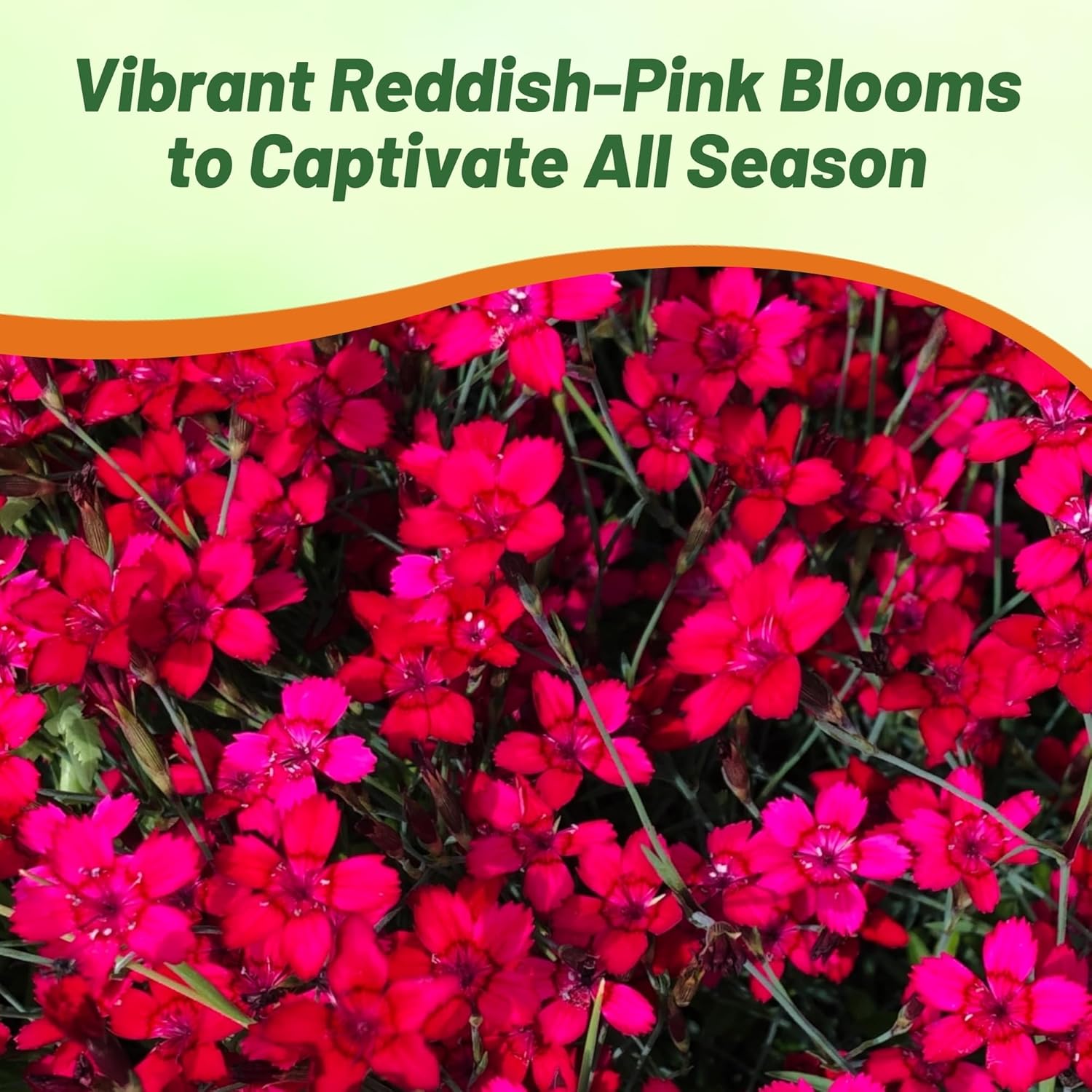 Dianthus Maiden Pink Red Flowers