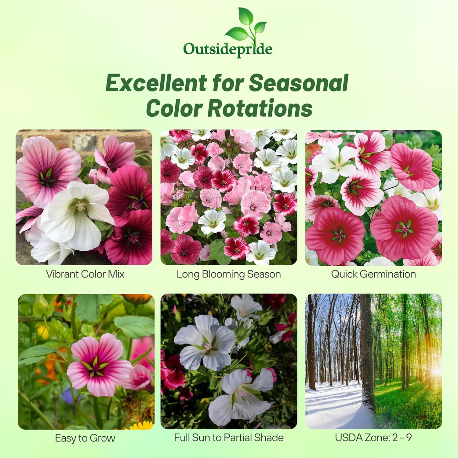 Lavatera Trimestris Flower Mix