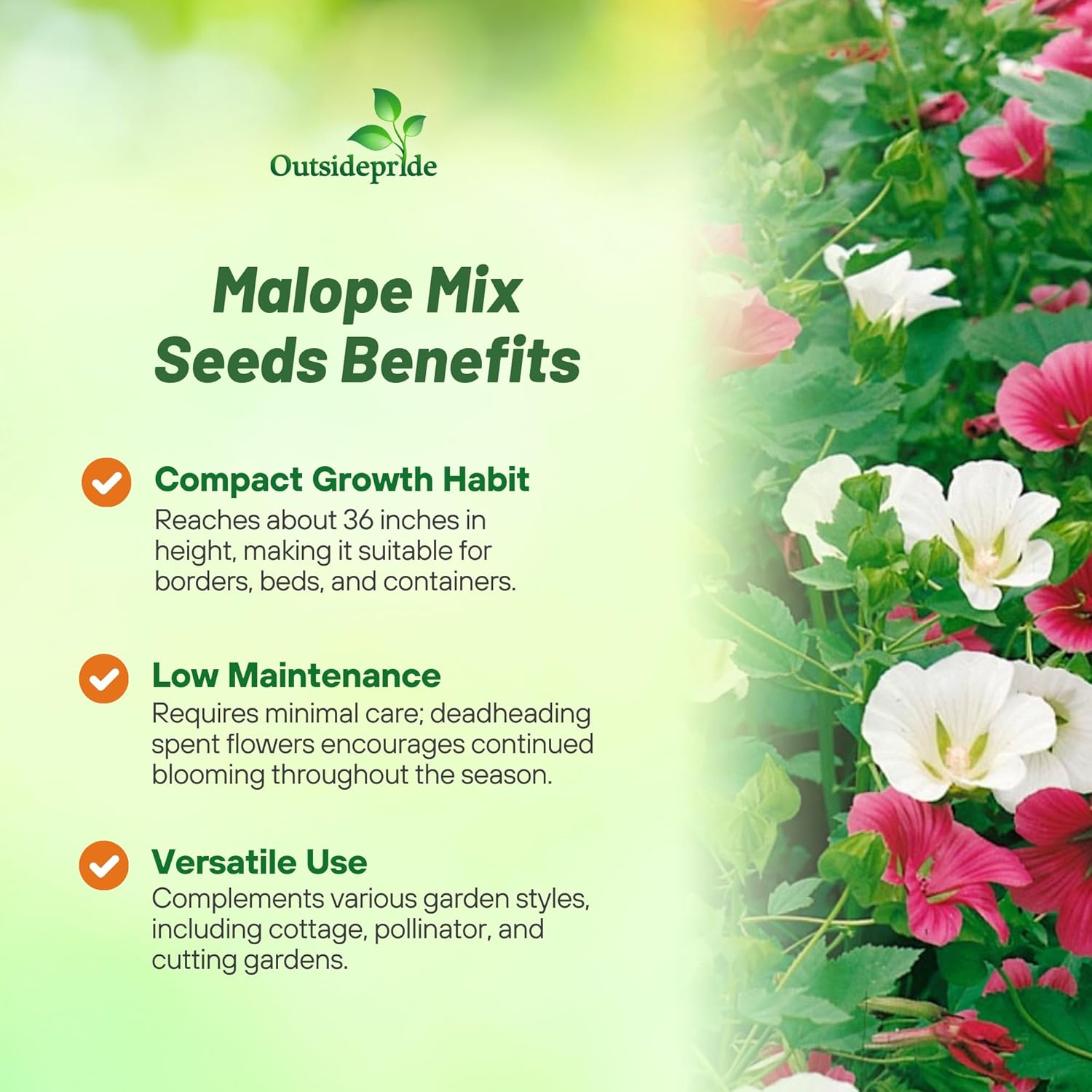 Rose Mallow Plant Mixture