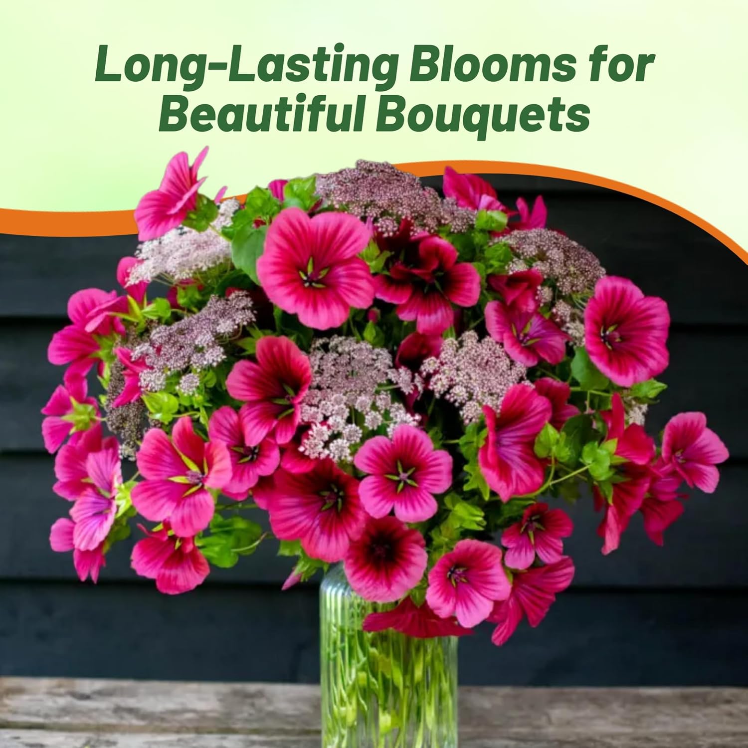 Malope Mix Container Plant