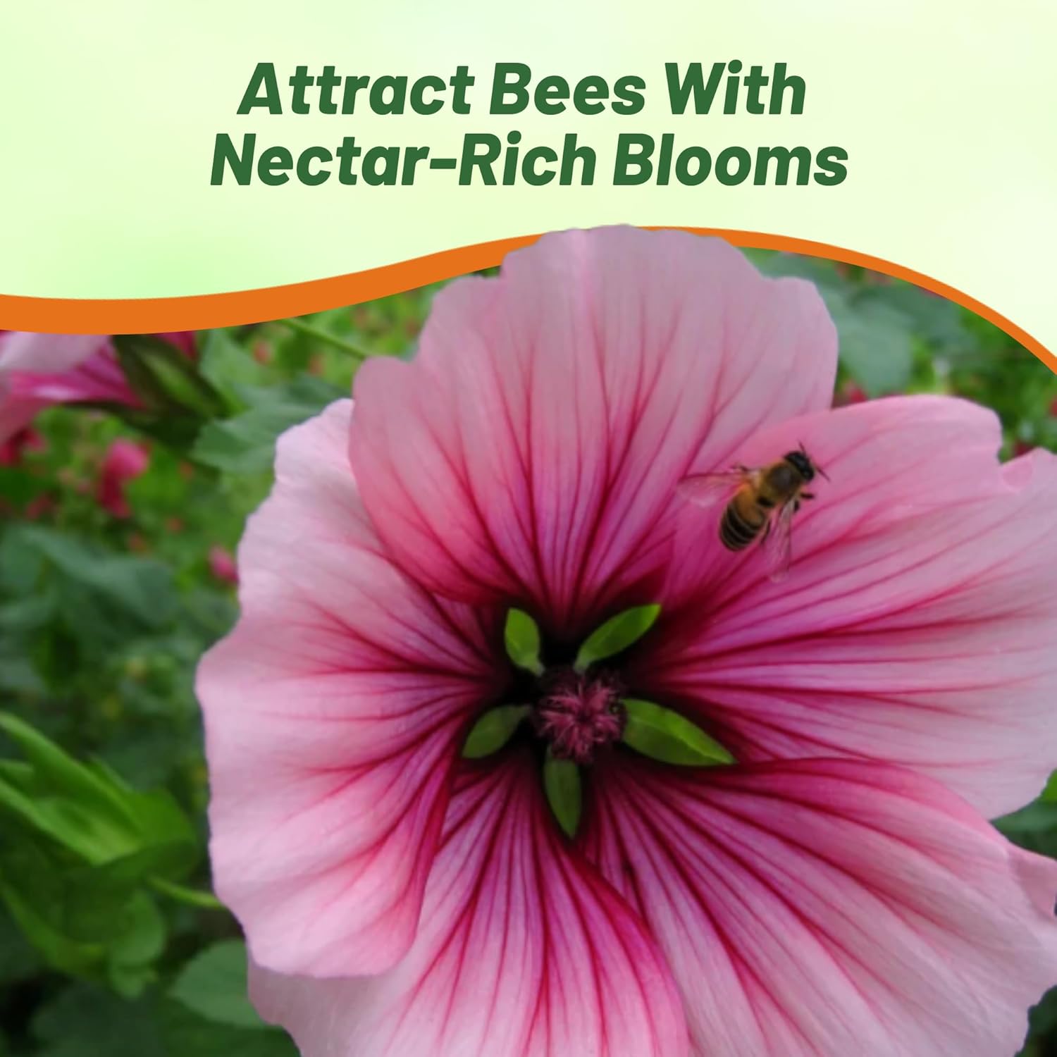 Rose Mallow Pollinating Flowers