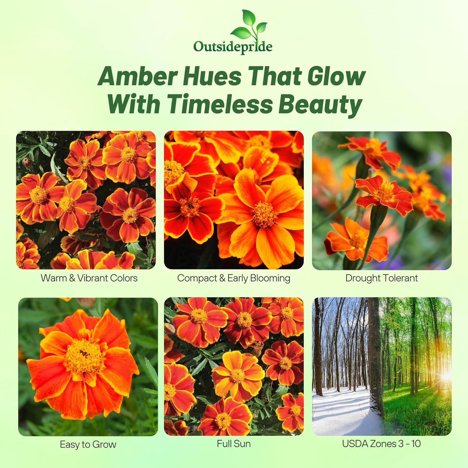 Tagetes patula Amber Glow Garden Flowers