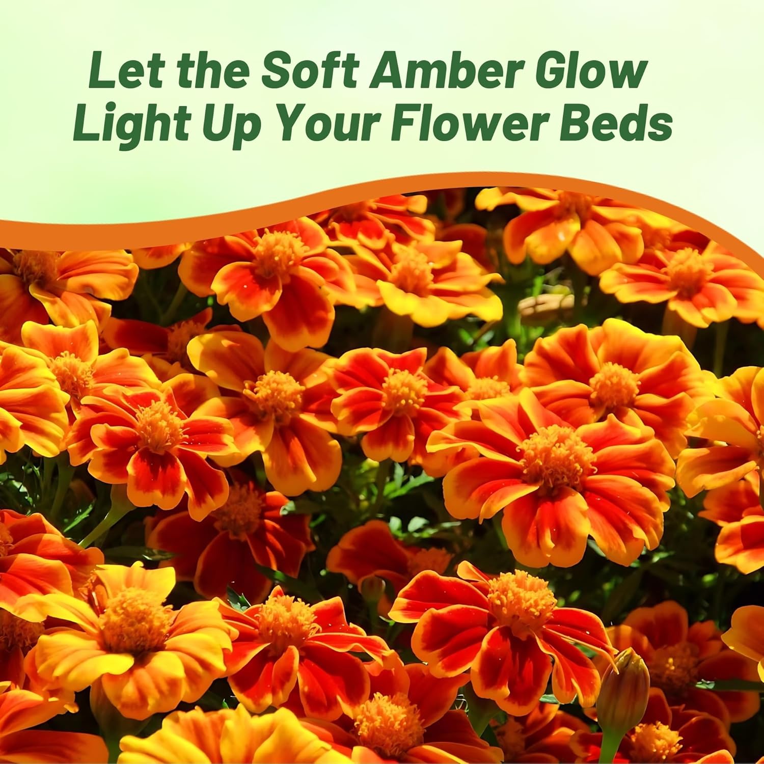 Marigold Amber Glow Flower Garden