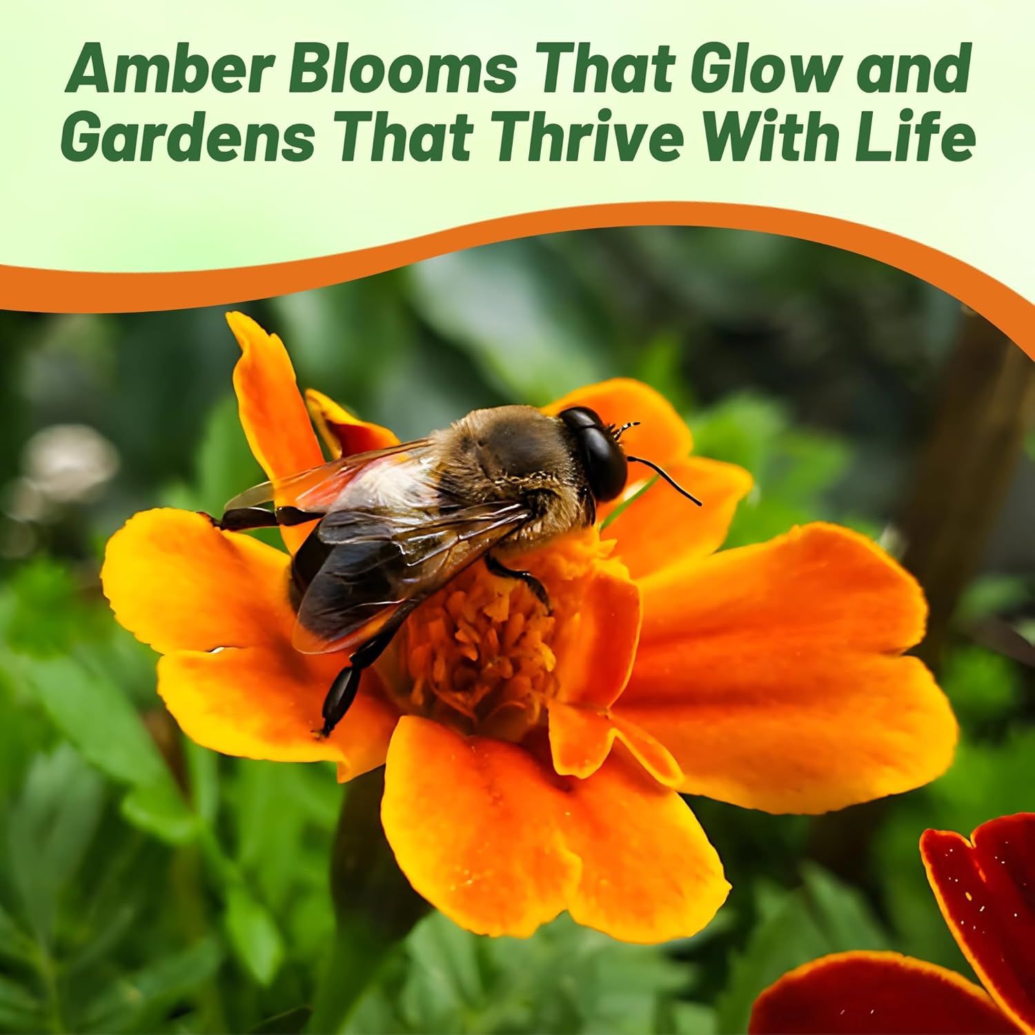 Marigold Amber Glow Compact Flowers
