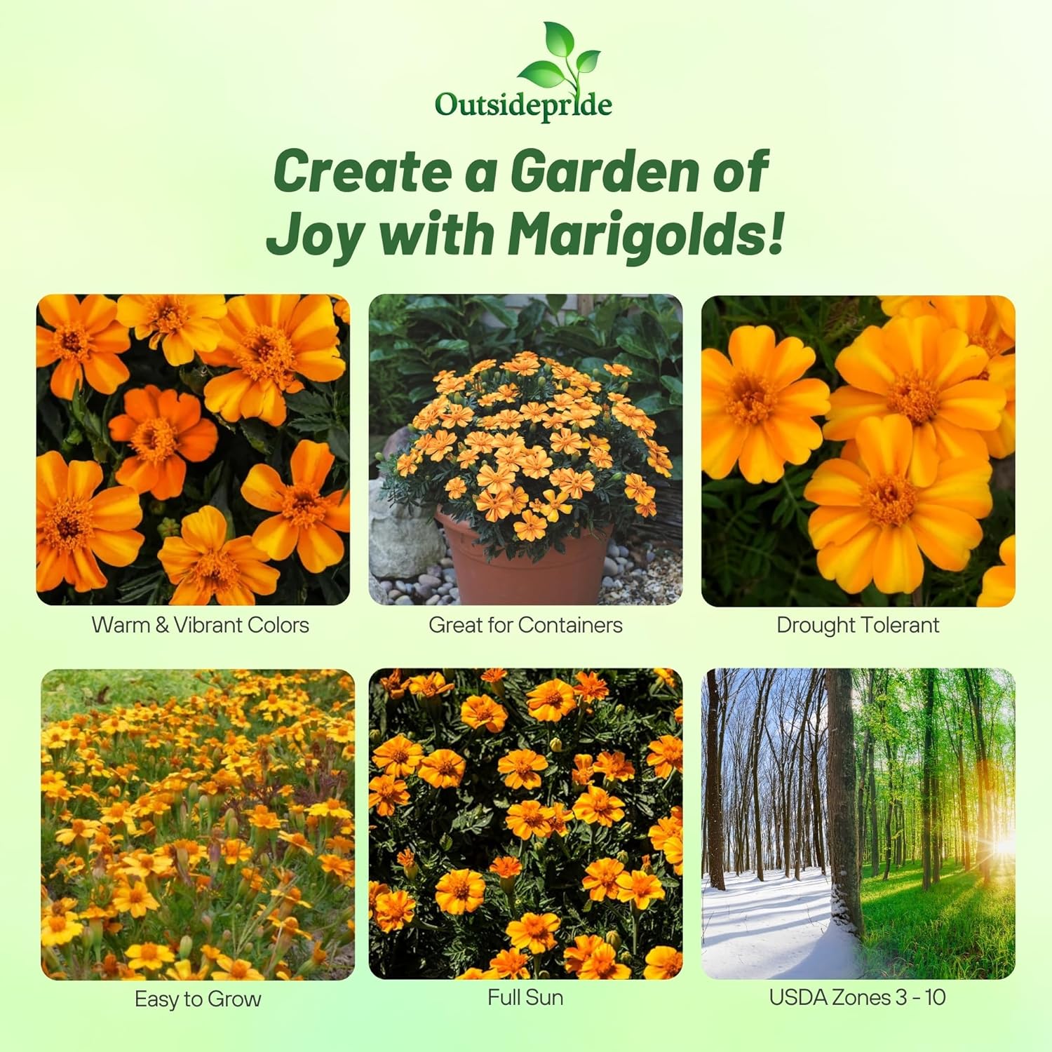 Tagetes patula Bambino Garden Flowers