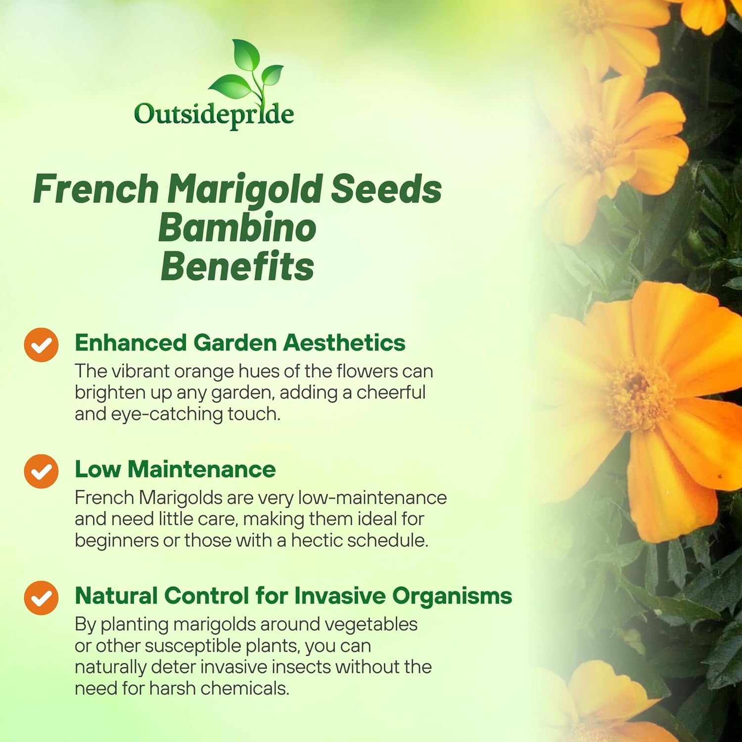 Tagetes patula Bambino Container Plant