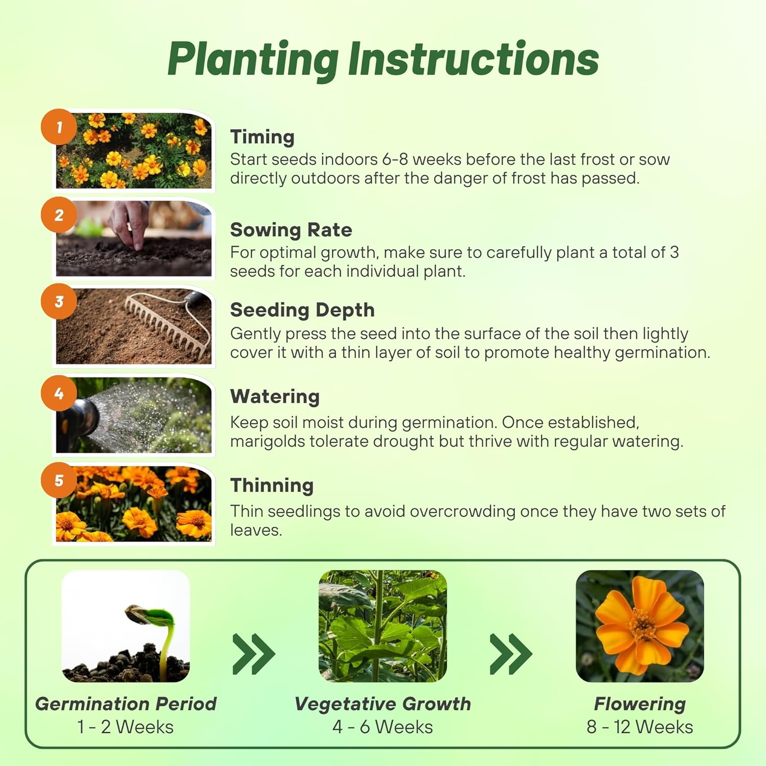 French Marigold Bambino Planting Directions
