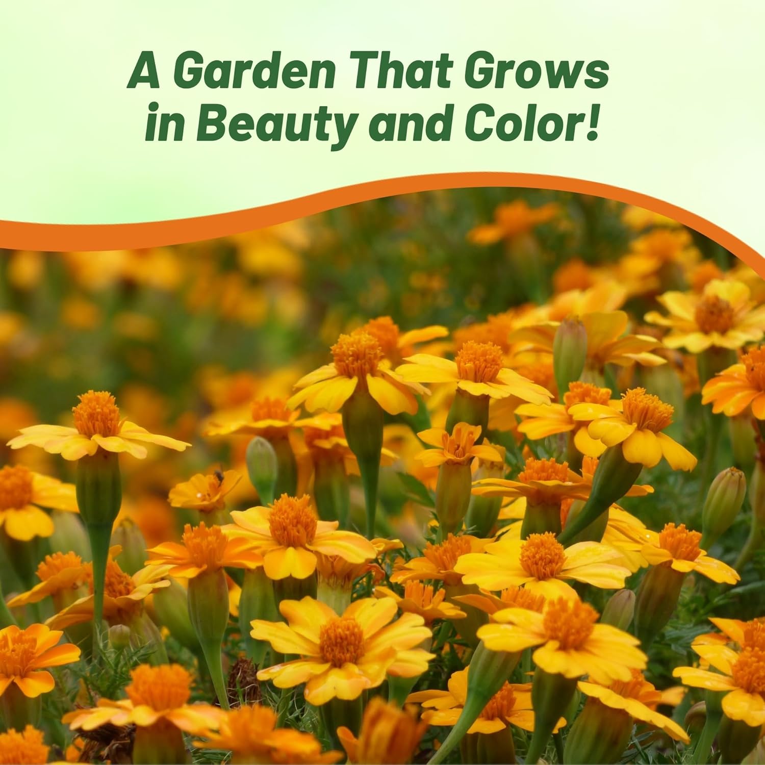 Tagetes patula Bambino Garden Flowers